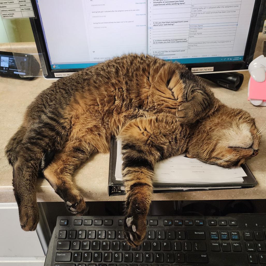 Enlarge Tiger, a Adoptable mixed breed in St. Helena, CA image 3/6