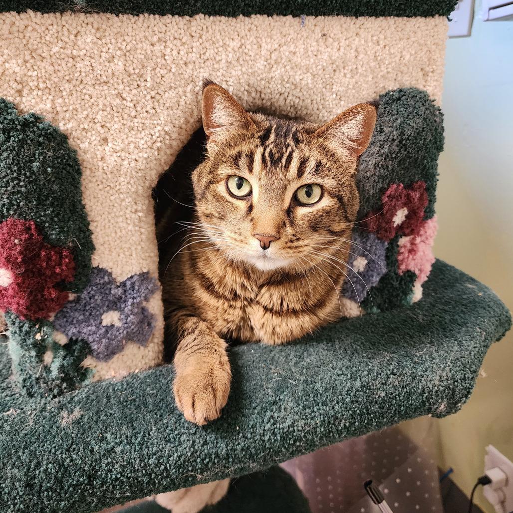 Enlarge Tiger, a Adoptable mixed breed in St. Helena, CA image 5/6