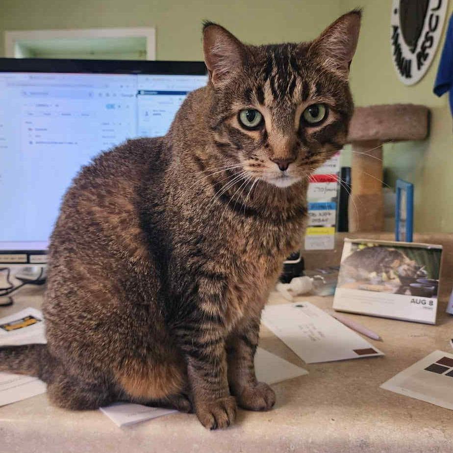 Tiger, a Adoptable mixed breed in St. Helena, CA image 2/6