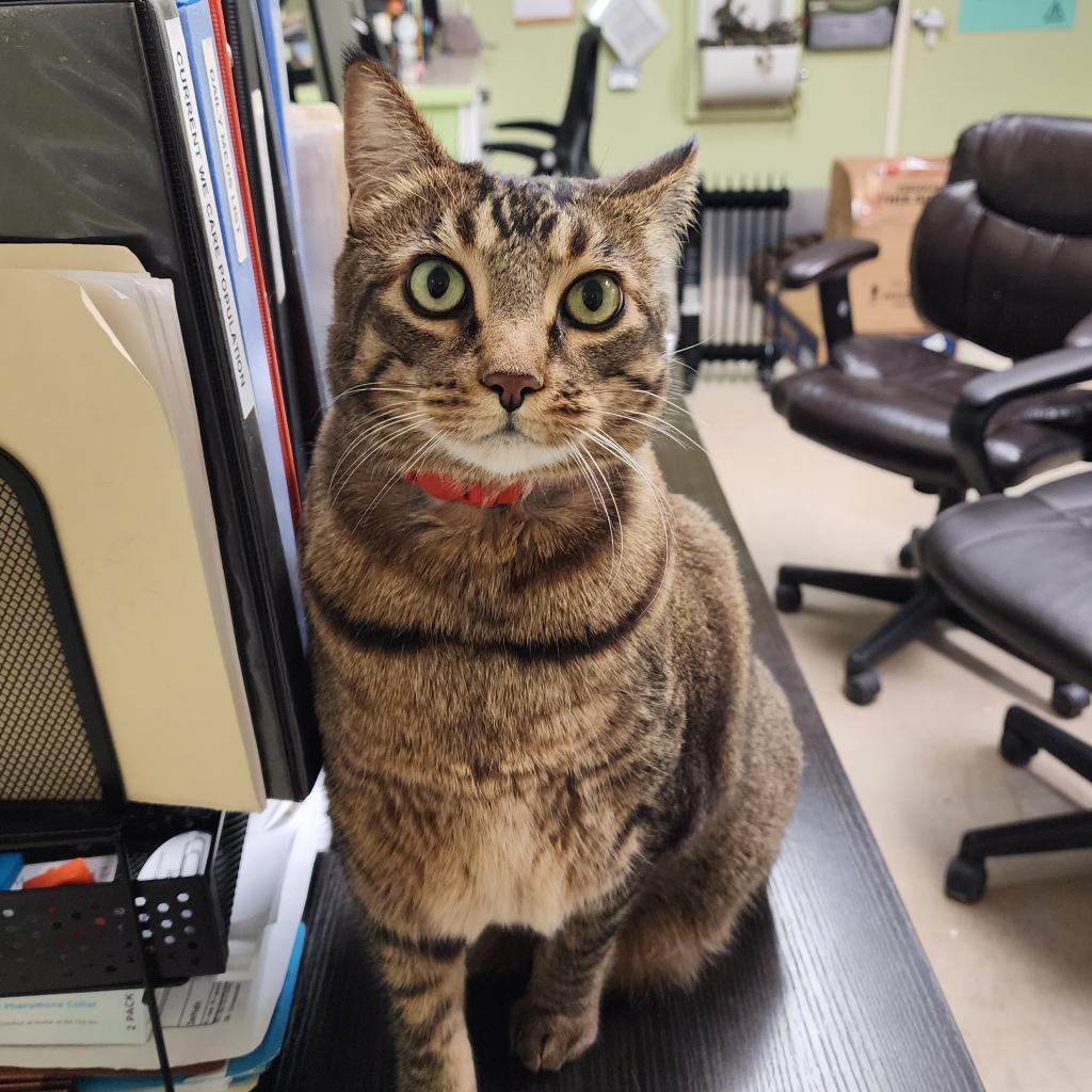 Enlarge Tiger, a Adoptable mixed breed in St. Helena, CA image 6/6