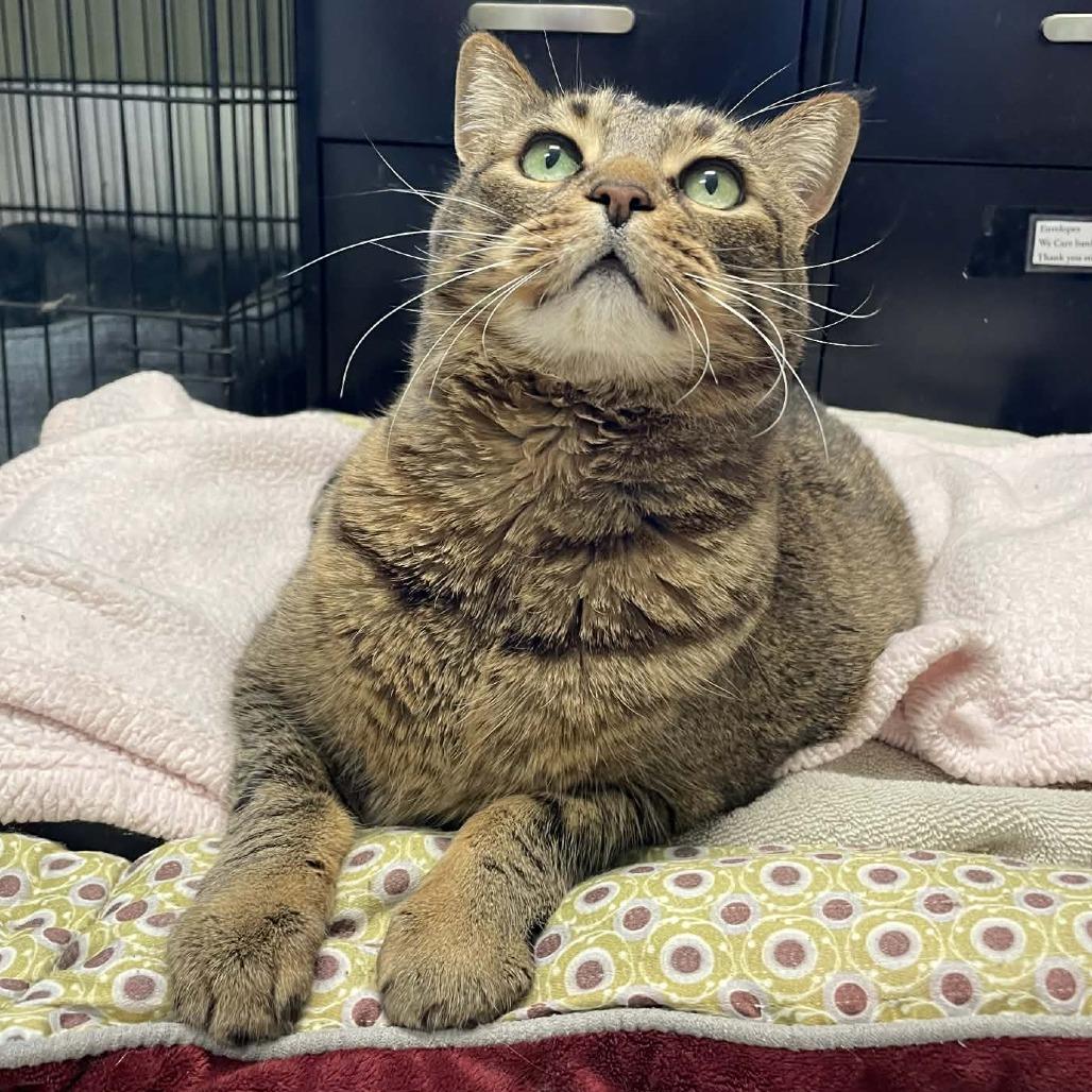 Enlarge Tiger, a Adoptable mixed breed in St. Helena, CA image 6/6