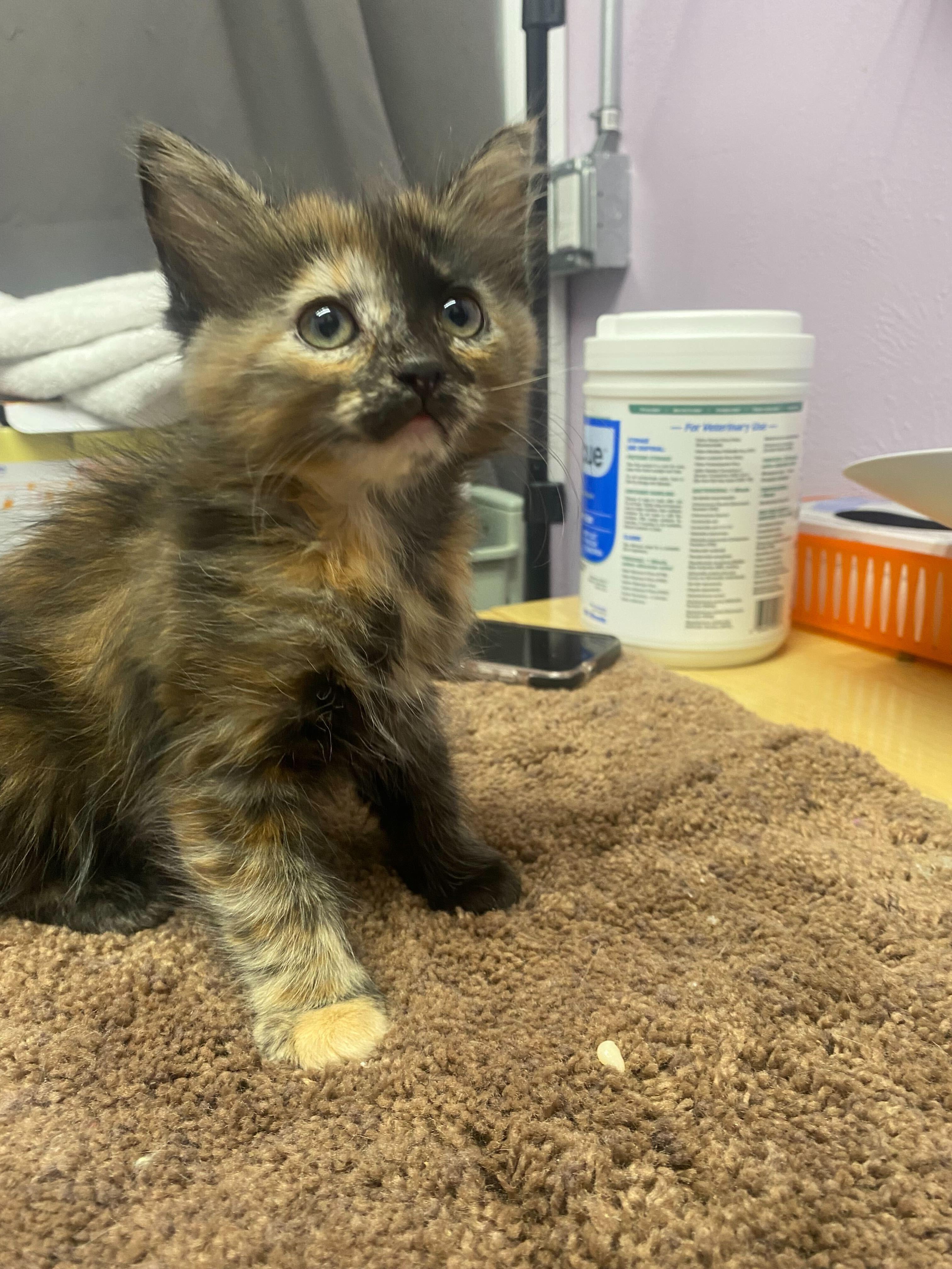 Maeve, Adopted, Young Female Domestic Medium Hair.