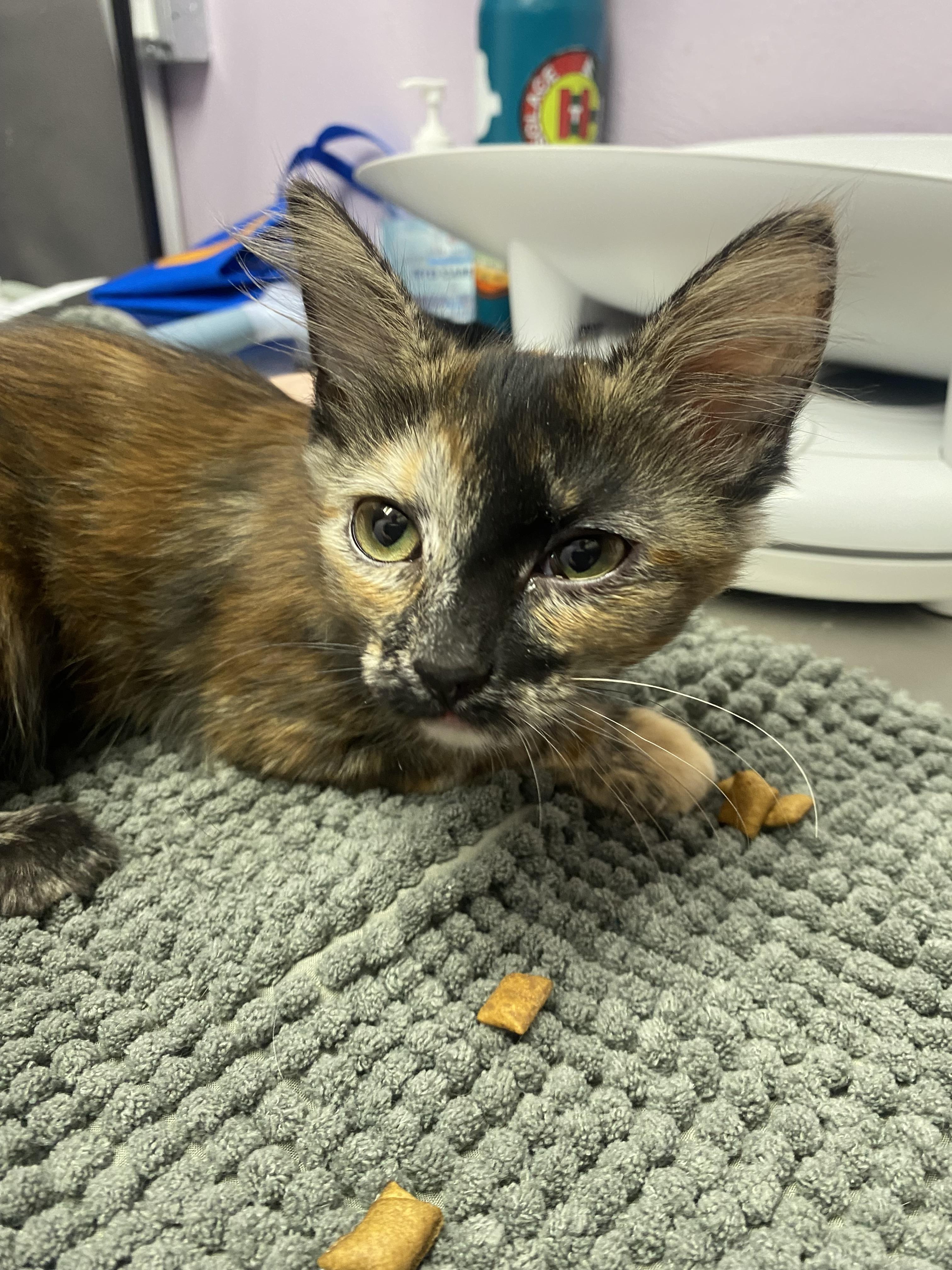 Enlarge Maeve, a Adopted mixed breed in Lakewood, CO image 2/2