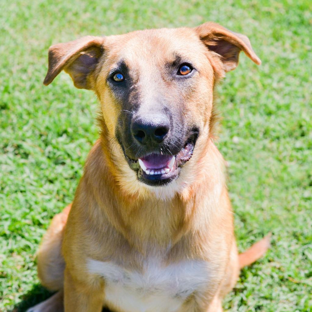 Mork, Adoptable, Adult Male Collie & Golden Retriever.