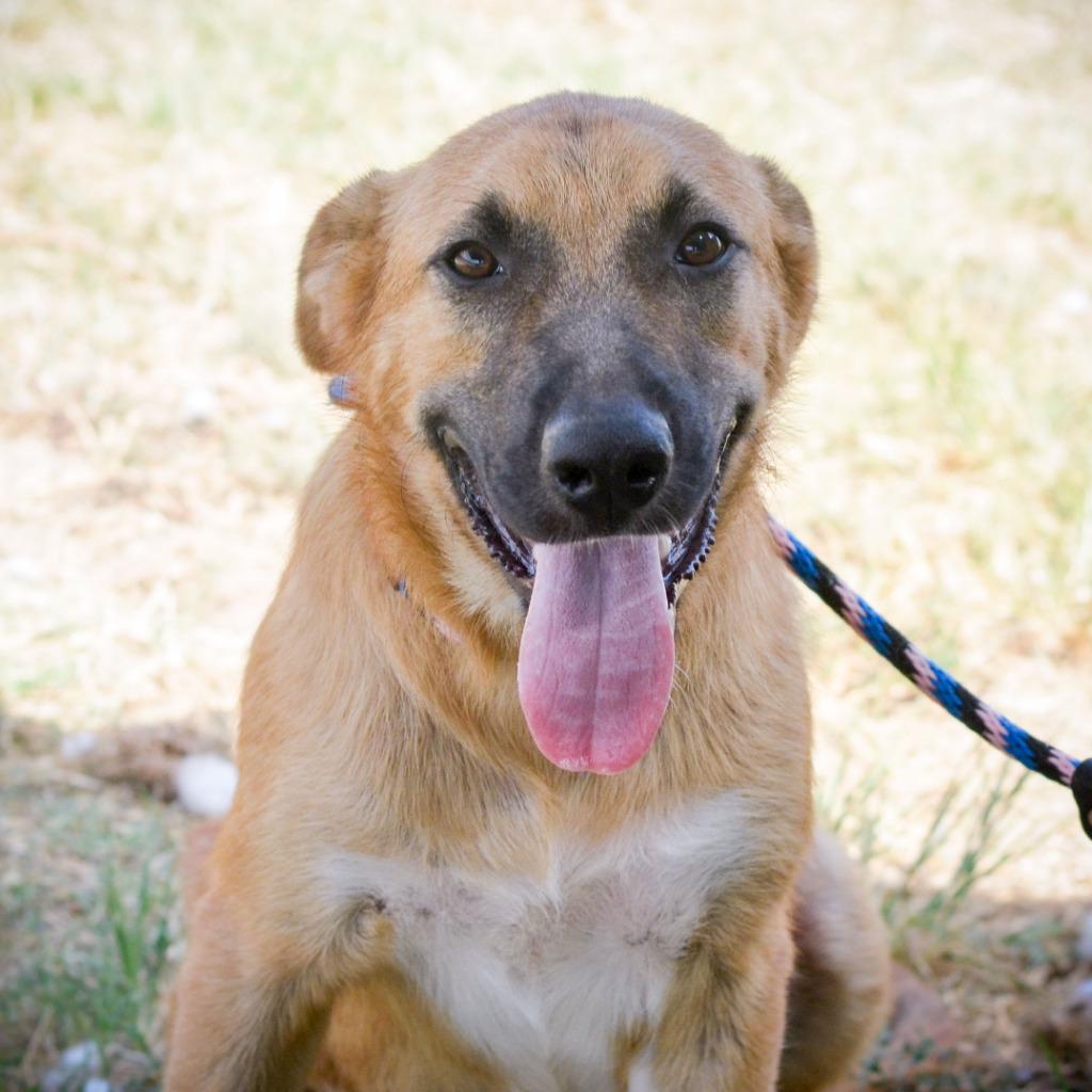 Mork, Adoptable, Adult Male Collie & Golden Retriever.