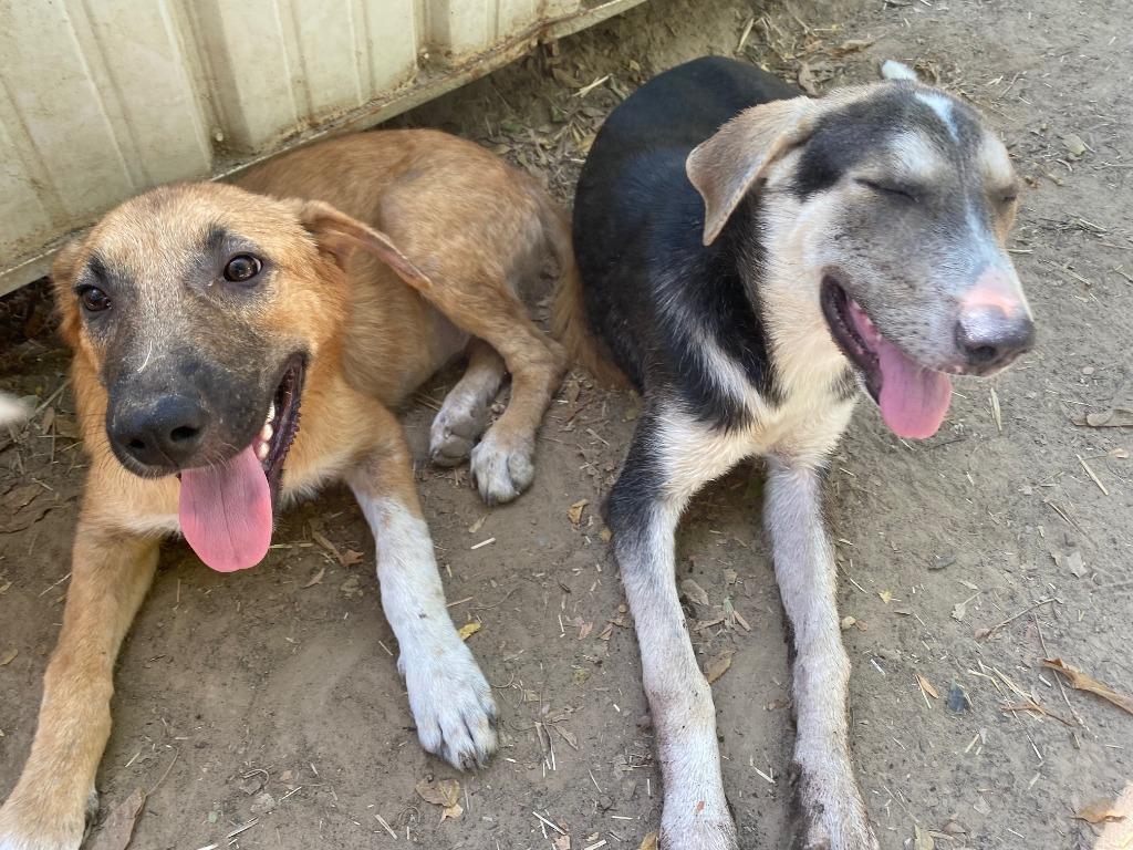 Enlarge Mork, a Adoptable mixed breed in Quinlan, TX image 3/5