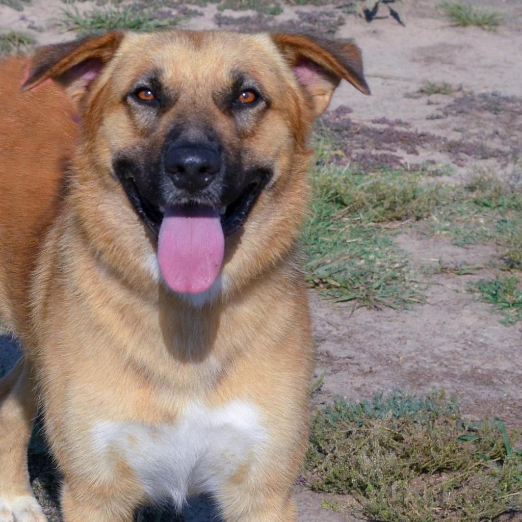 Enlarge Mork, a Adoptable mixed breed in Quinlan, TX image 4/5