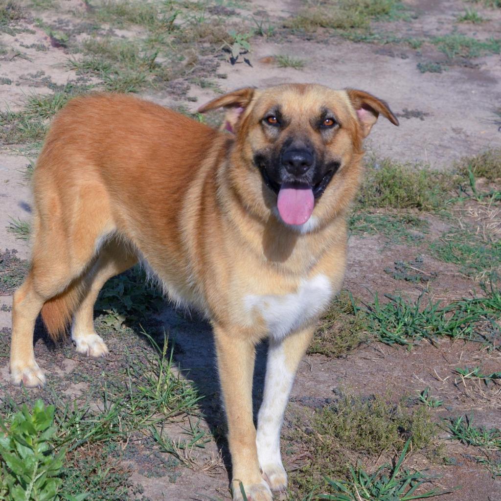 Enlarge Mork, a Adoptable mixed breed in Quinlan, TX image 5/5