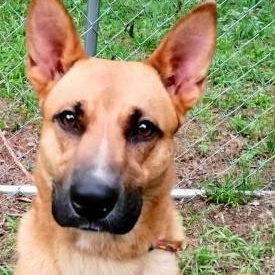 Winnie, ADOPTABLE, Adult Female Belgian Shepherd / Malinois.