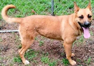 Winnie, a ADOPTABLE mixed breed in Chelmsford, MA image 5/5