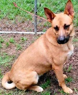 Winnie, a ADOPTABLE mixed breed in Chelmsford, MA image 4/5