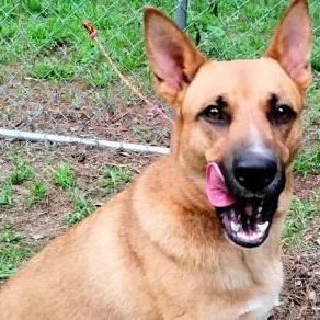 Winnie, a ADOPTABLE mixed breed in Chelmsford, MA image 2/5