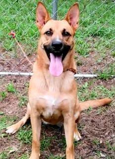 Winnie, a ADOPTABLE mixed breed in Chelmsford, MA image 3/5