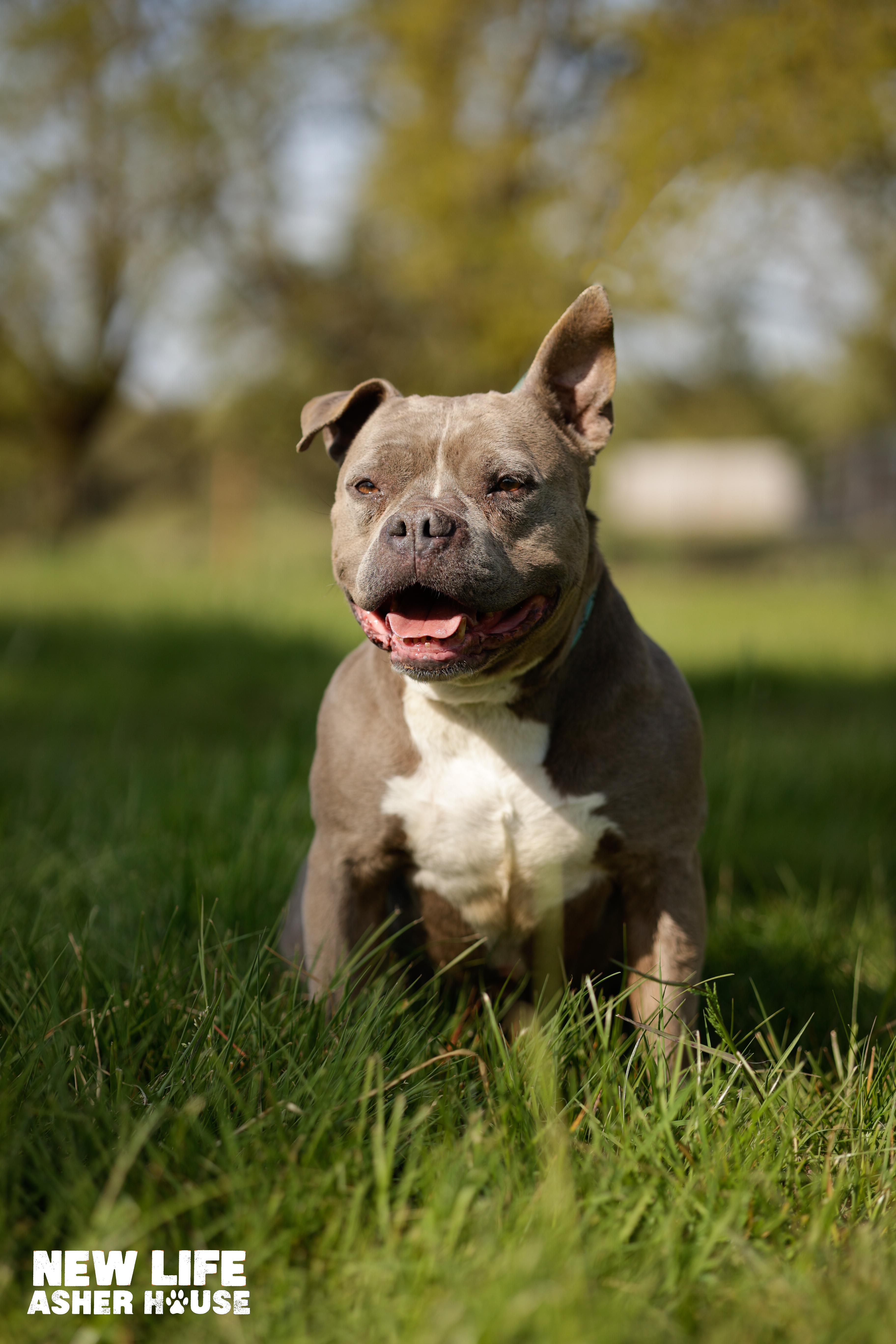 Enlarge CINDY CRAWFORD, a Adoptable Pit Bull Terrier in Portland, OR image 2/6