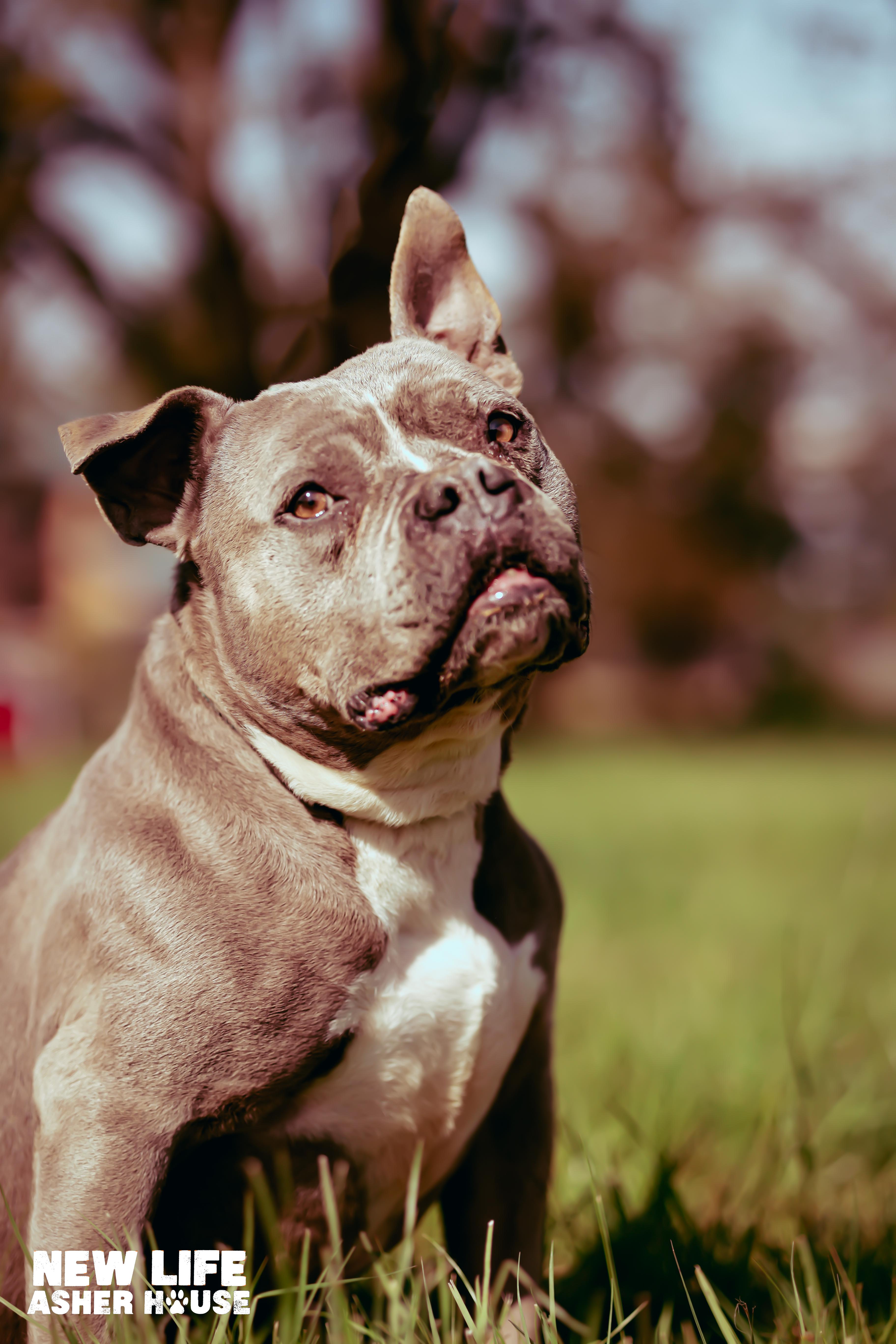 Enlarge CINDY CRAWFORD, a Adoptable Pit Bull Terrier in Portland, OR image 3/6