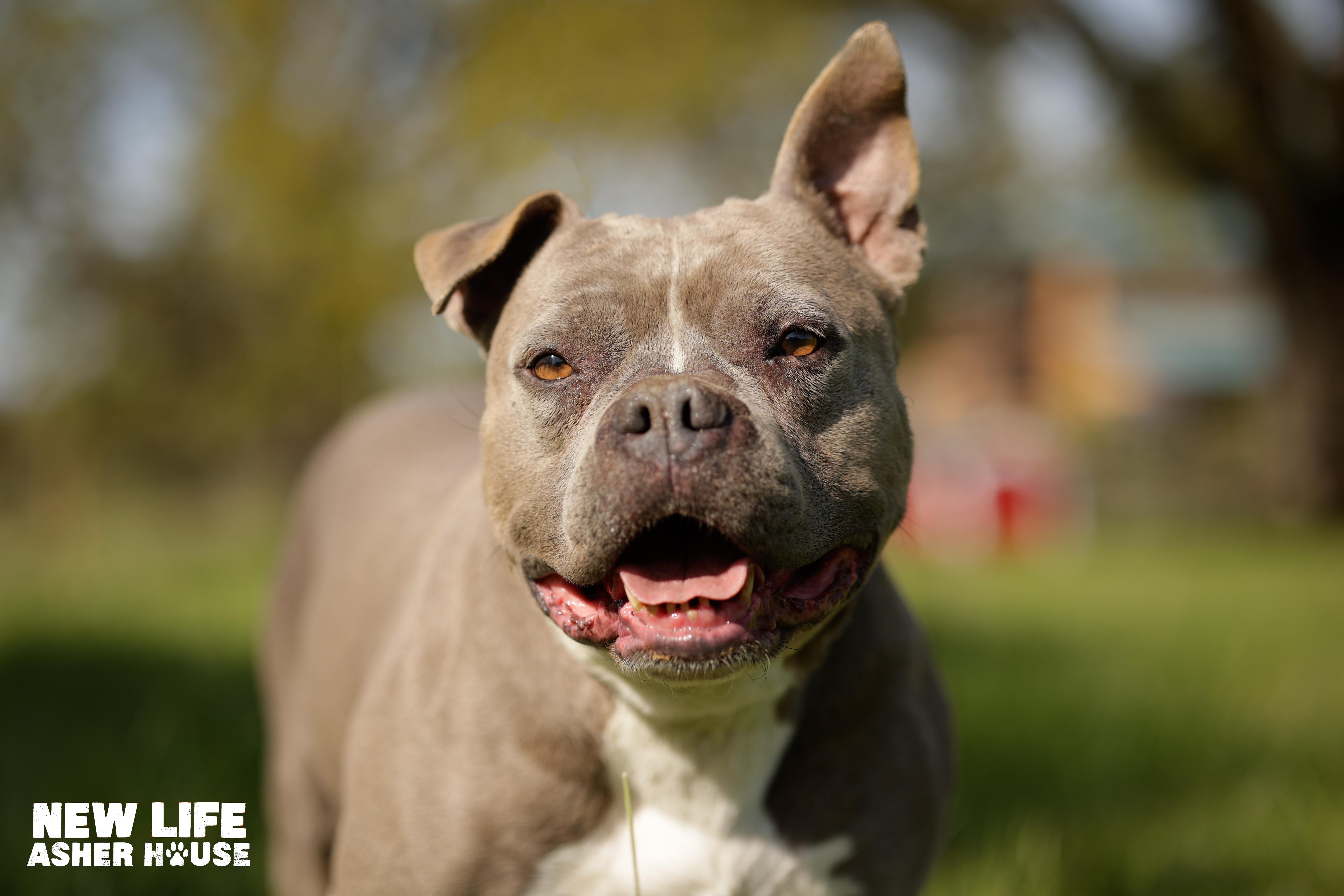 Enlarge CINDY CRAWFORD, a Adoptable Pit Bull Terrier in Portland, OR image 4/6