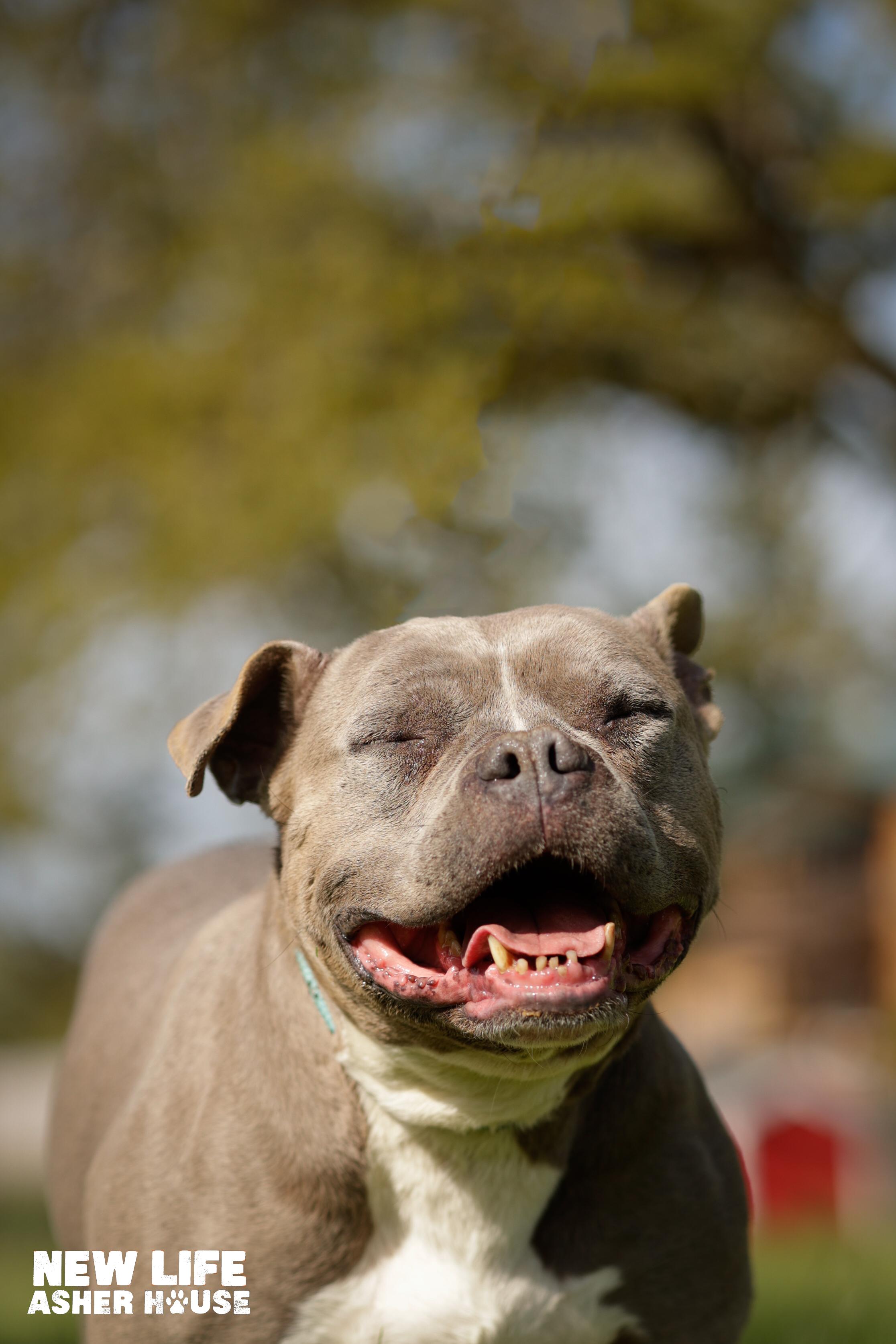 Enlarge CINDY CRAWFORD, a Adoptable Pit Bull Terrier in Portland, OR image 5/6