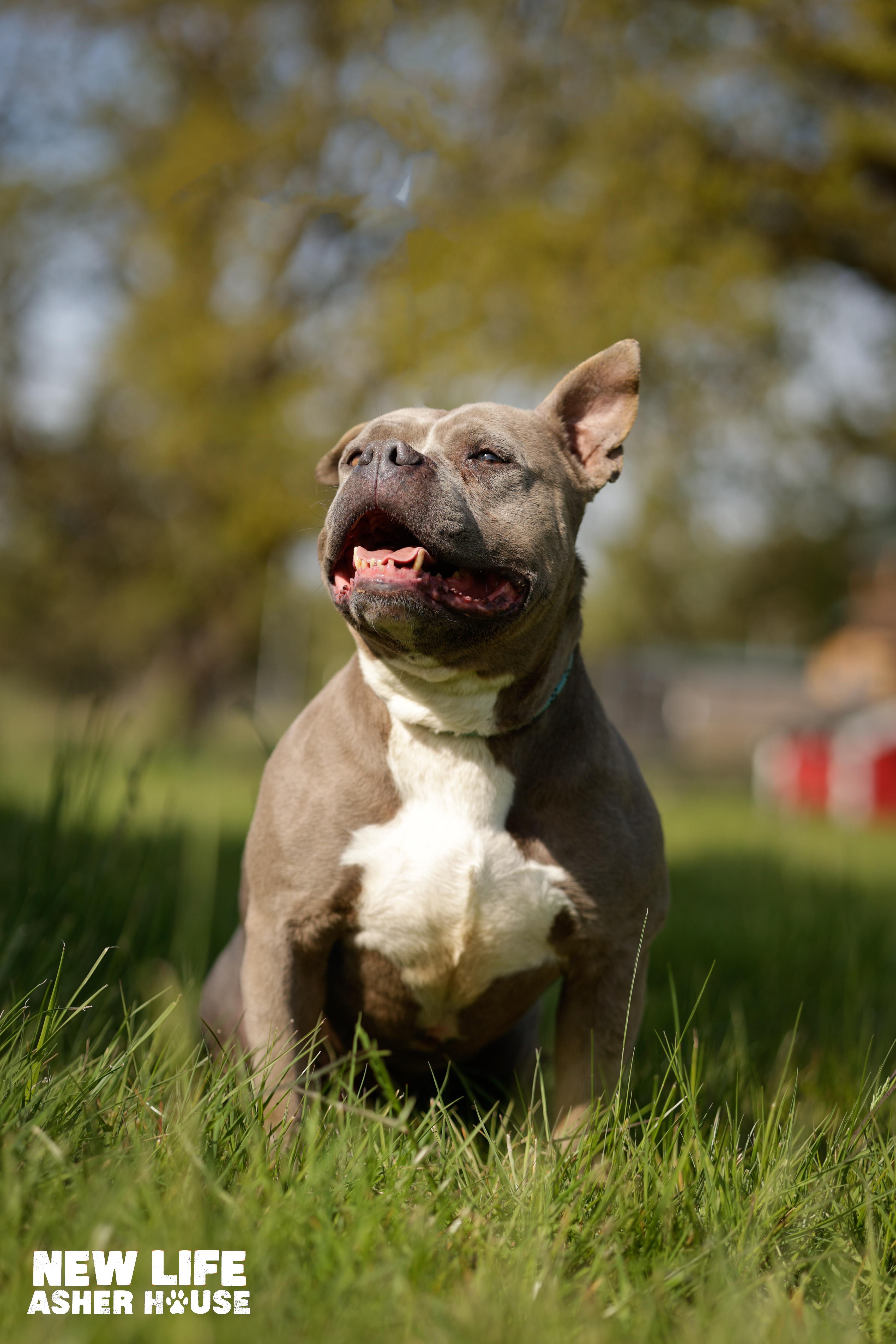 Enlarge CINDY CRAWFORD, a Adoptable Pit Bull Terrier in Portland, OR image 6/6