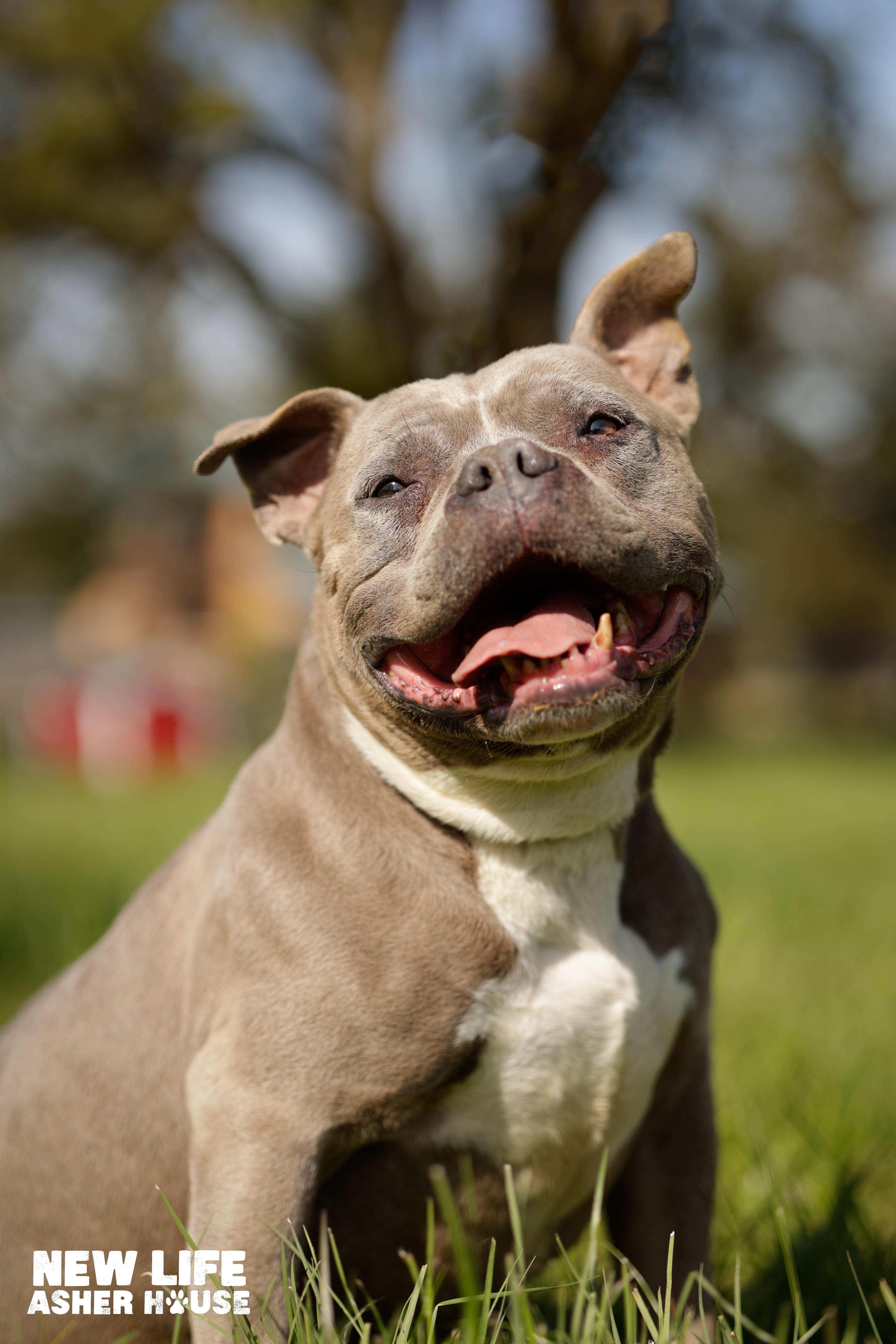 CINDY CRAWFORD, Adoptable, Adult Female Pit Bull Terrier.