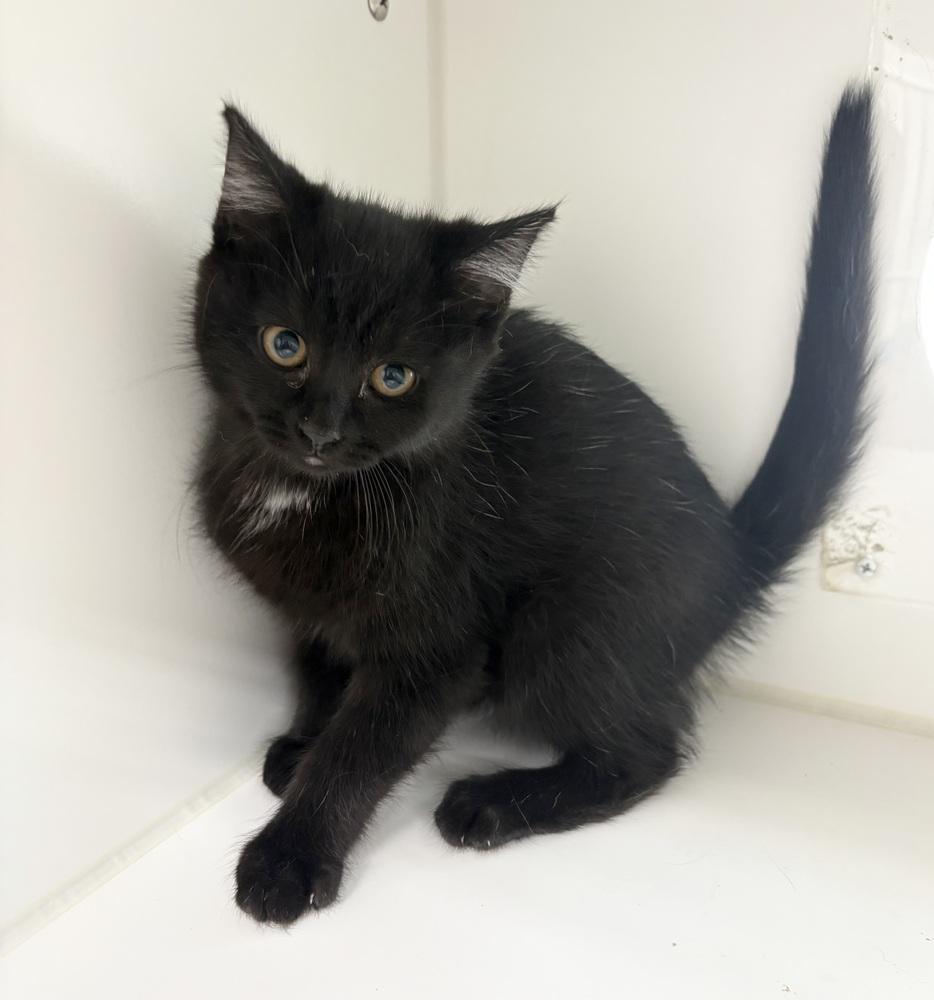 Enlarge Misha, a Adoptable Domestic Medium Hair in Rochester, IN image 1/1
