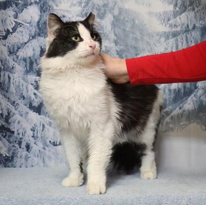 Taylor — thumbnail 3