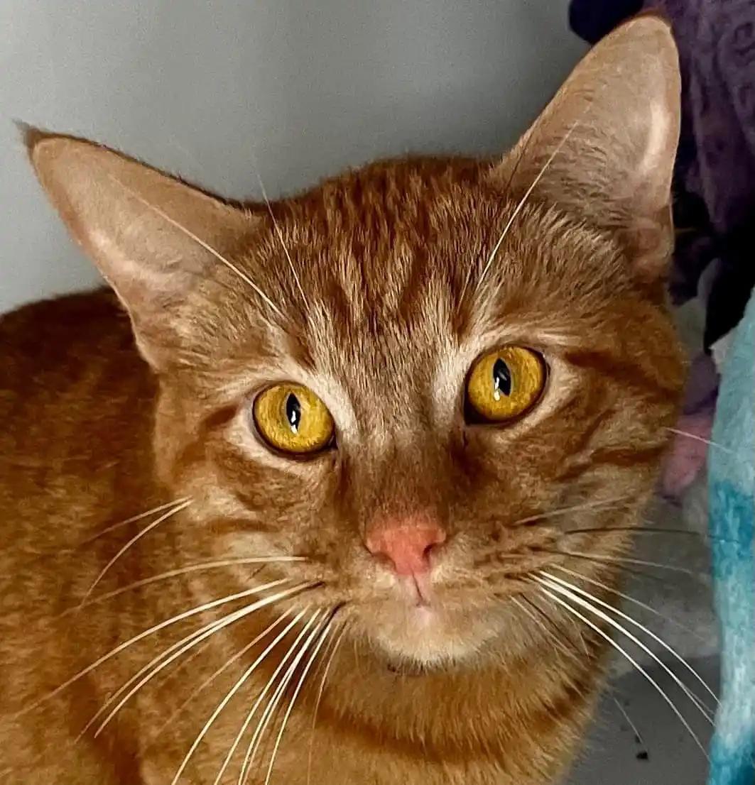 Ernie, a Adoptable Domestic Medium Hair in Eglin AFB, FL image 2/2