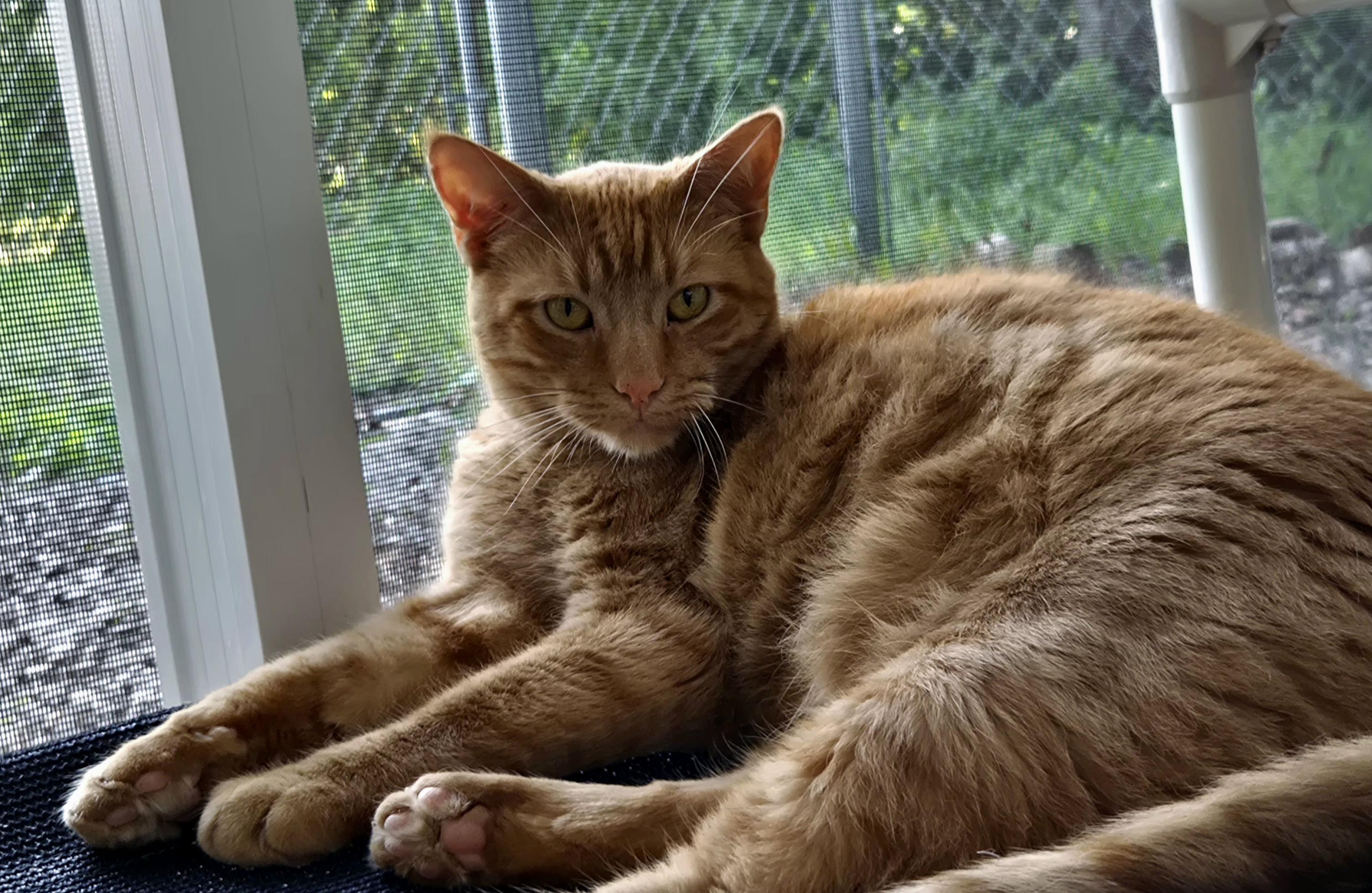 Ernie, a Adoptable Domestic Medium Hair in Eglin AFB, FL image 1/2