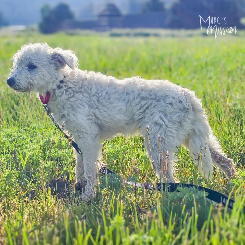 Swiffer, a Adoptable mixed breed in Spokane , WA image 1/2