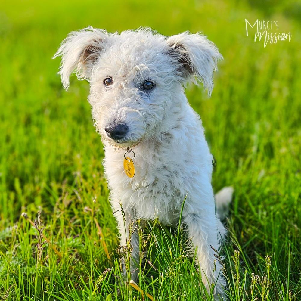 Swiffer, a Adoptable mixed breed in Spokane , WA image 2/2