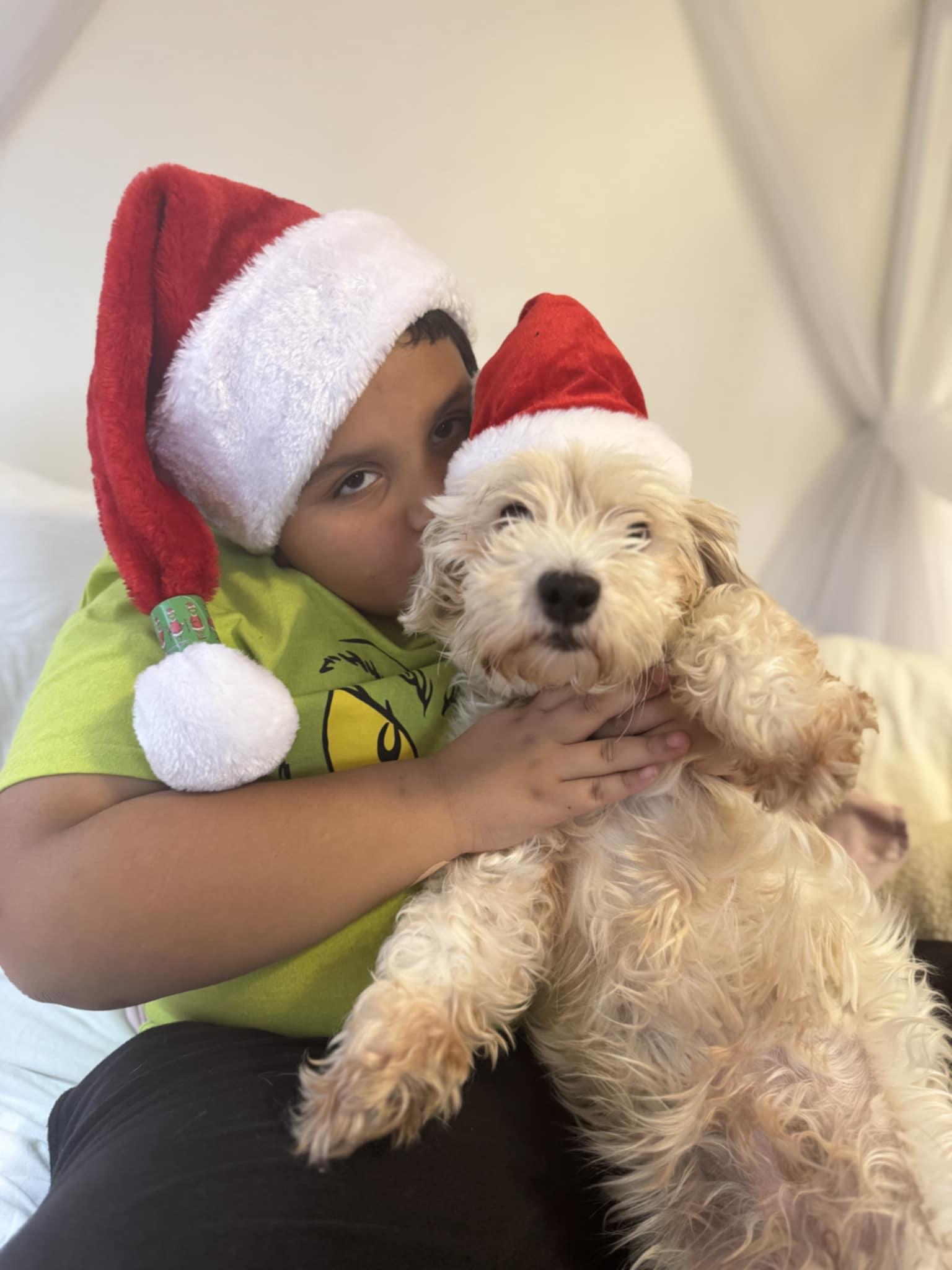 Enlarge Allie, a Adoptable Havanese in Wurtsboro, NY image 2/6