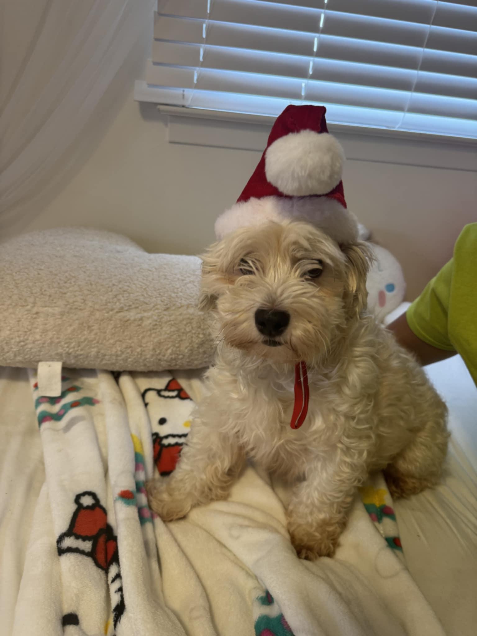 Enlarge Allie, a Adoptable Havanese in Wurtsboro, NY image 1/6