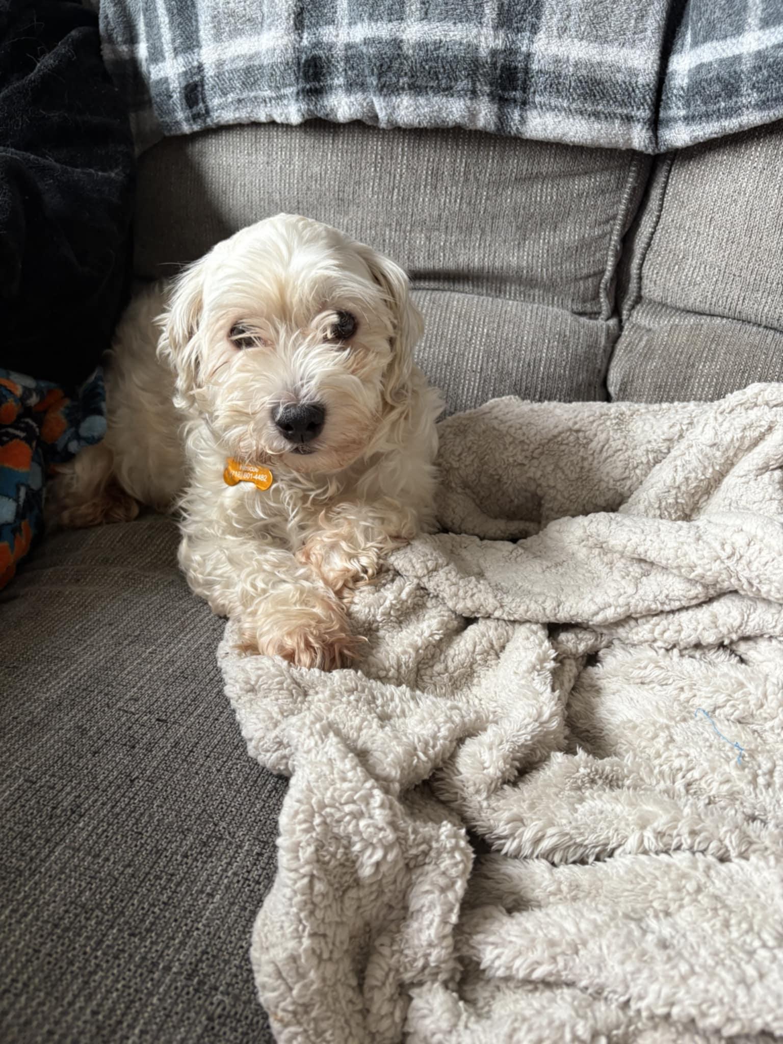 Enlarge Allie, a Adoptable Havanese in Wurtsboro, NY image 6/6