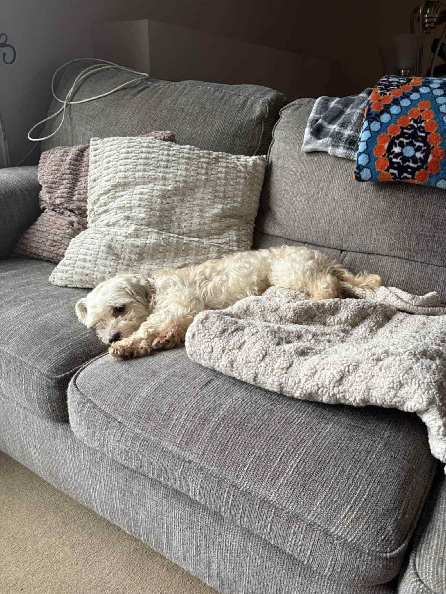 Enlarge Allie, a Adoptable Havanese in Wurtsboro, NY image 4/6