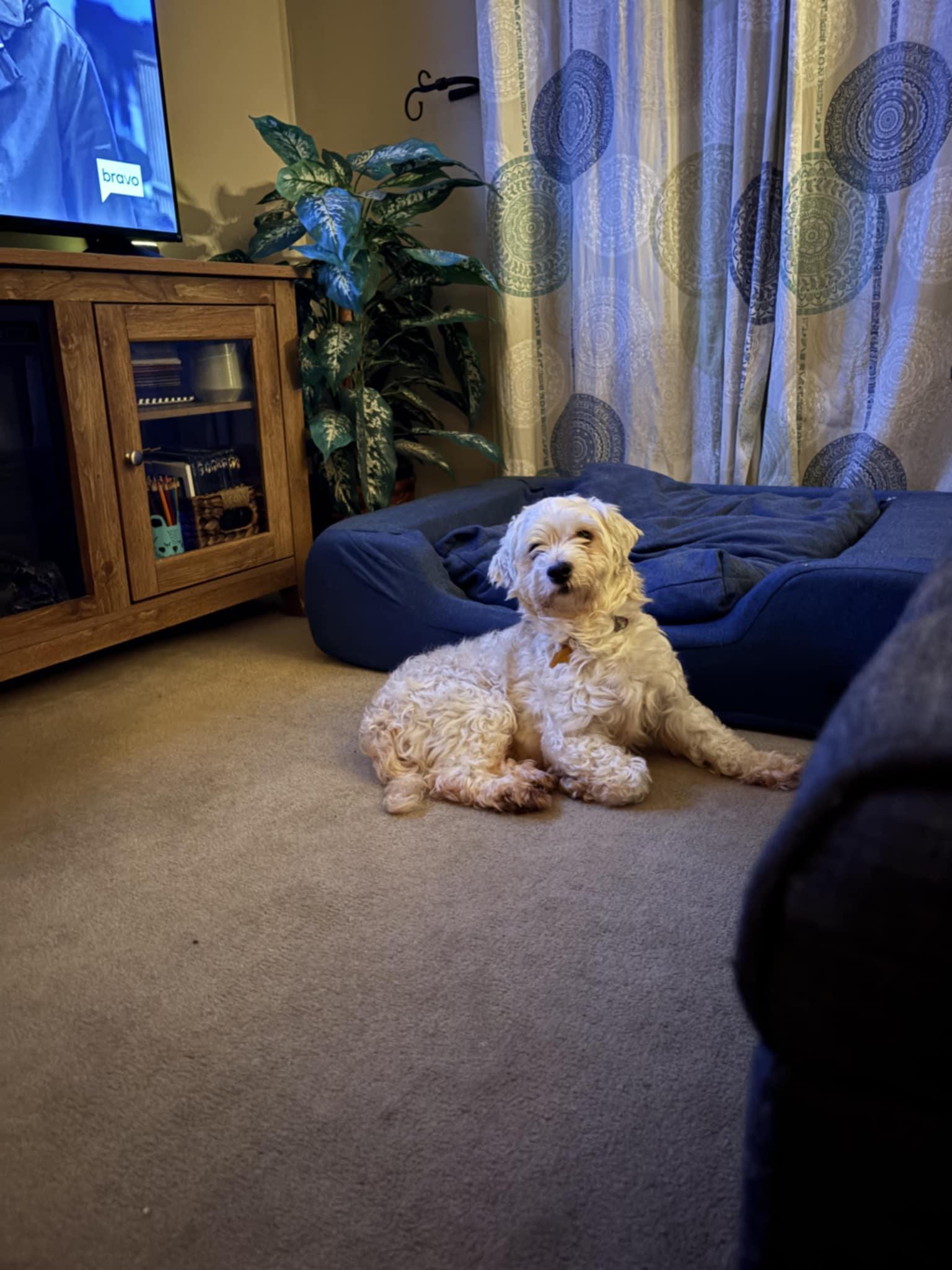 Enlarge Allie, a Adoptable Havanese in Wurtsboro, NY image 3/6