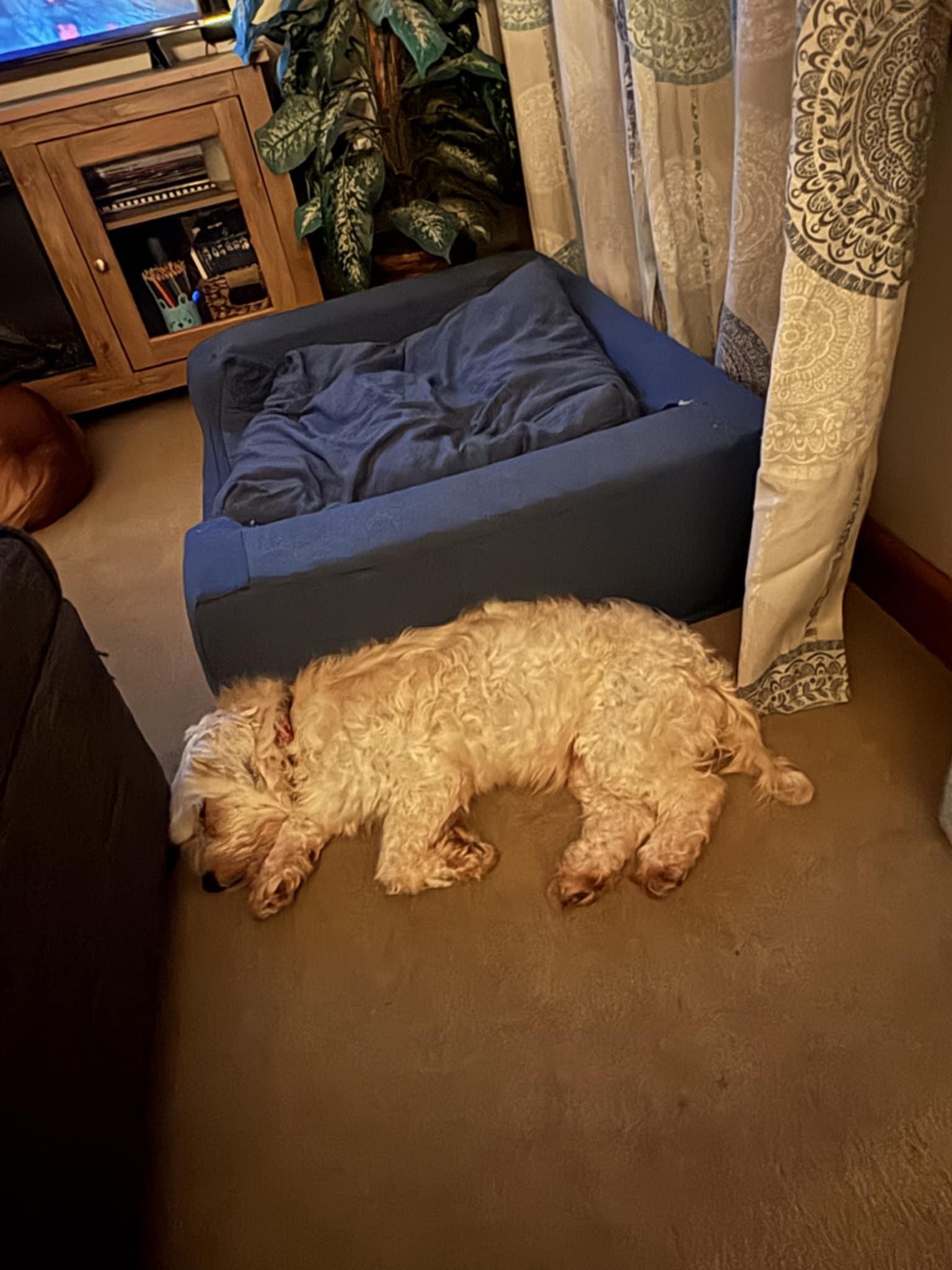 Enlarge Allie, a Adoptable Havanese in Wurtsboro, NY image 5/6