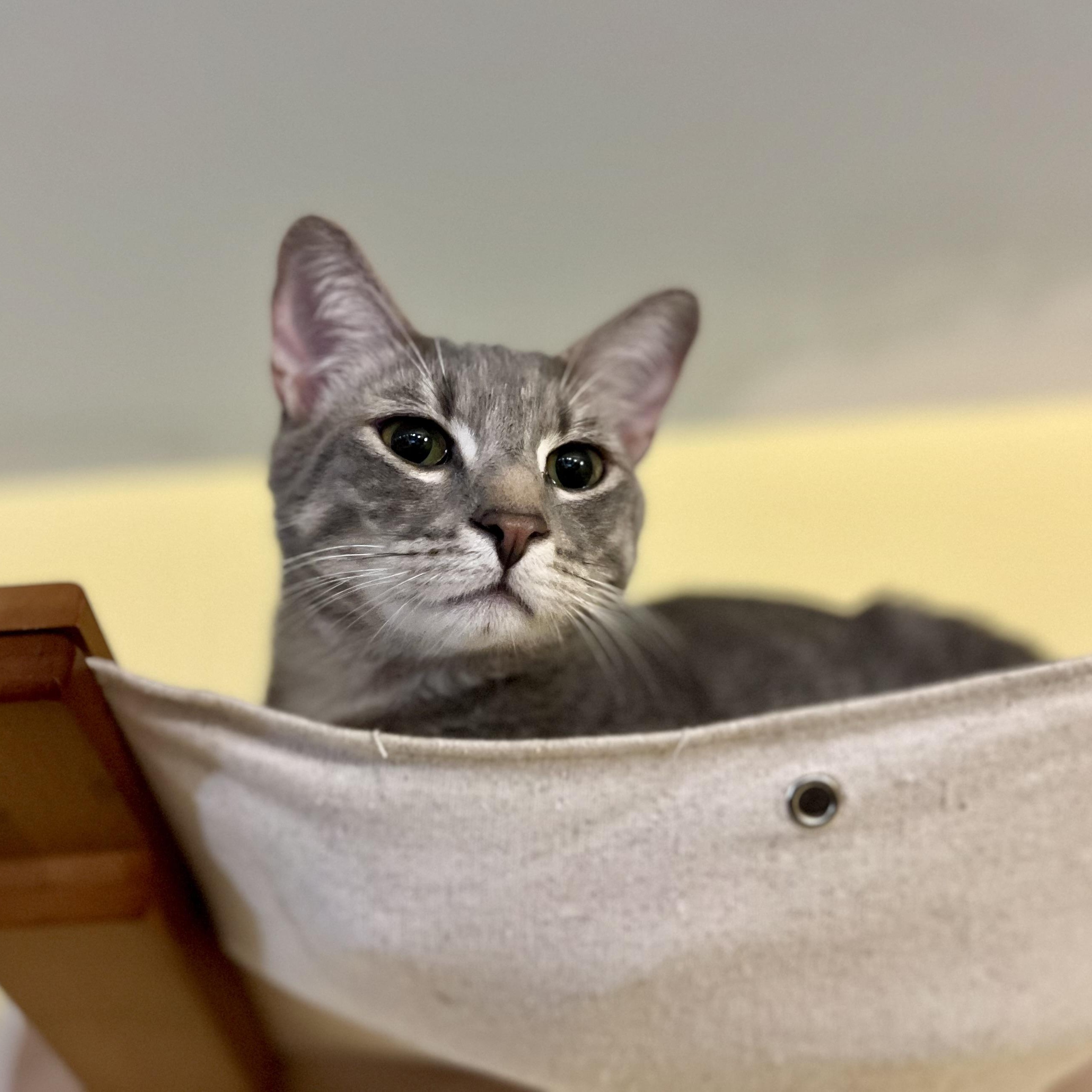 Rauru, a Adoptable Domestic Short Hair in Greensboro, NC image 3/6