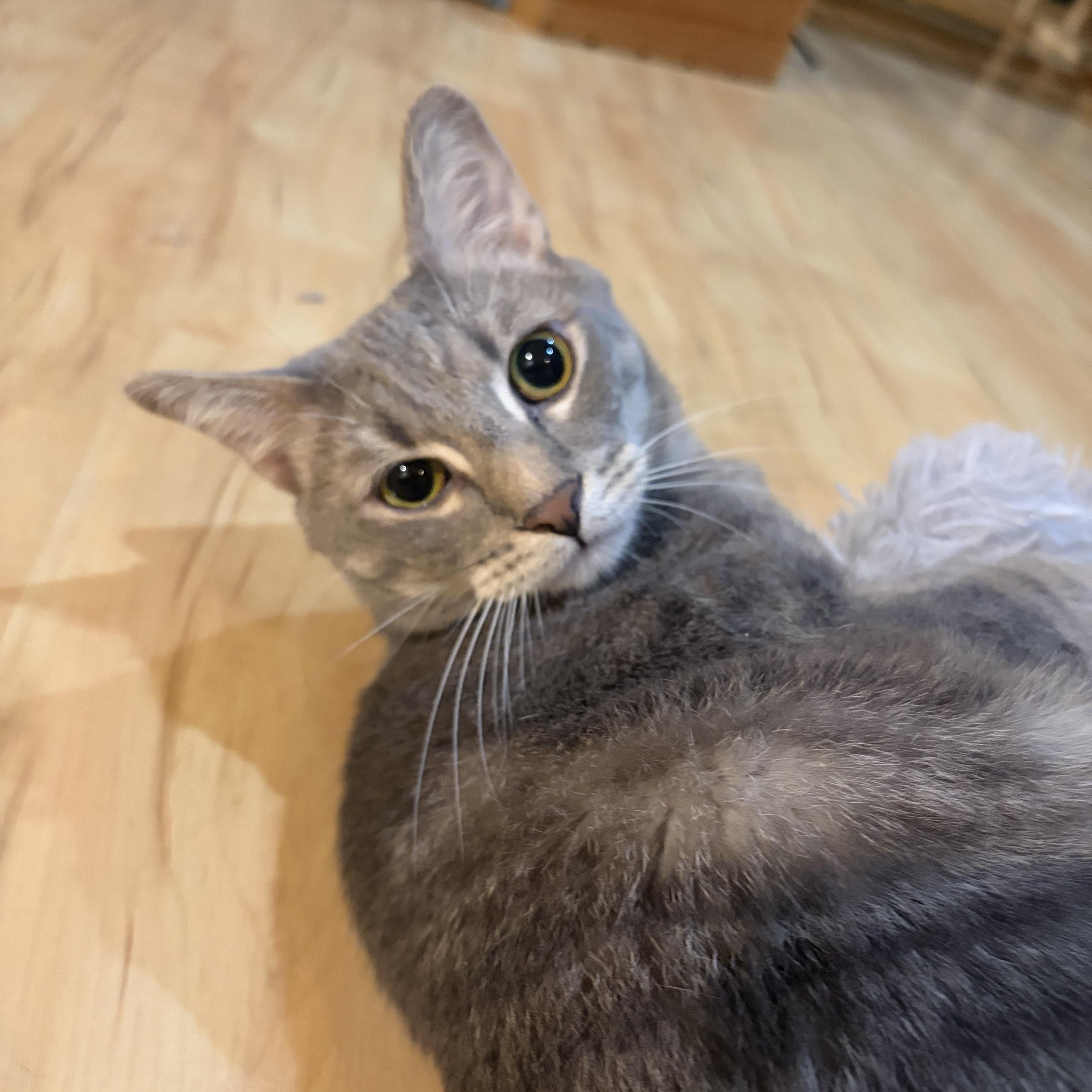 Enlarge Rauru, a Adoptable Domestic Short Hair in Greensboro, NC image 2/6