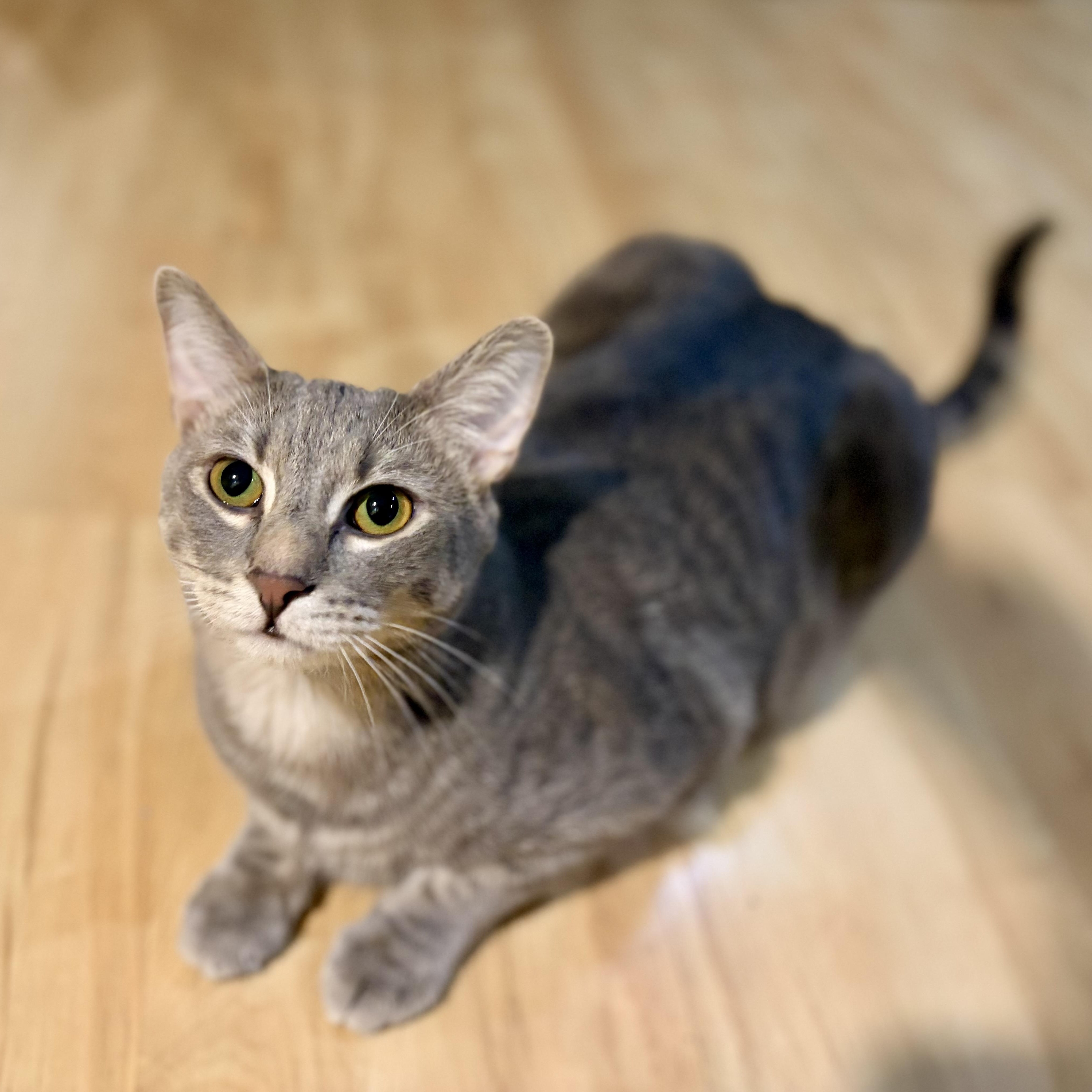 Enlarge Rauru, a Adoptable Domestic Short Hair in Greensboro, NC image 3/6