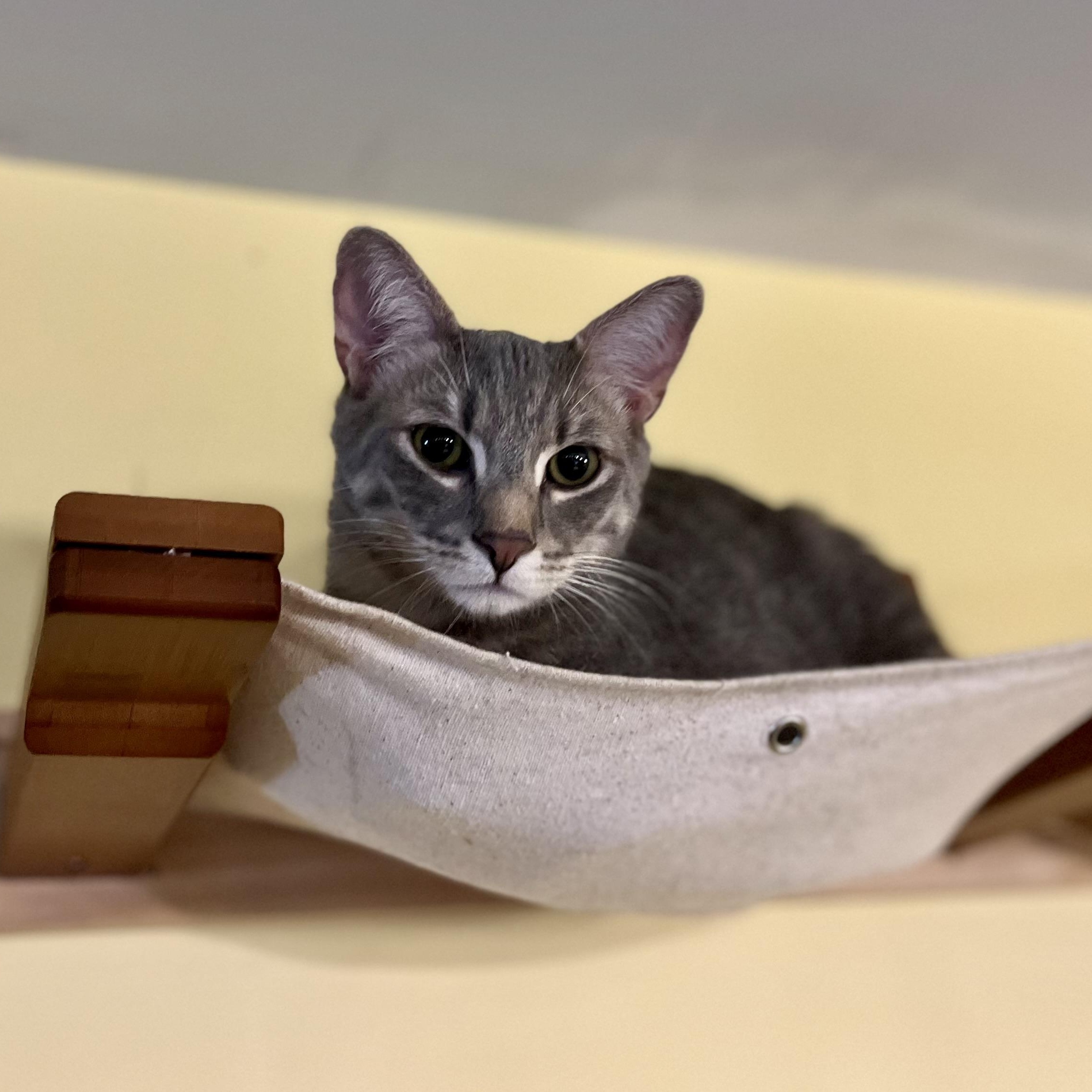 Rauru, a Adoptable Domestic Short Hair in Greensboro, NC image 6/6