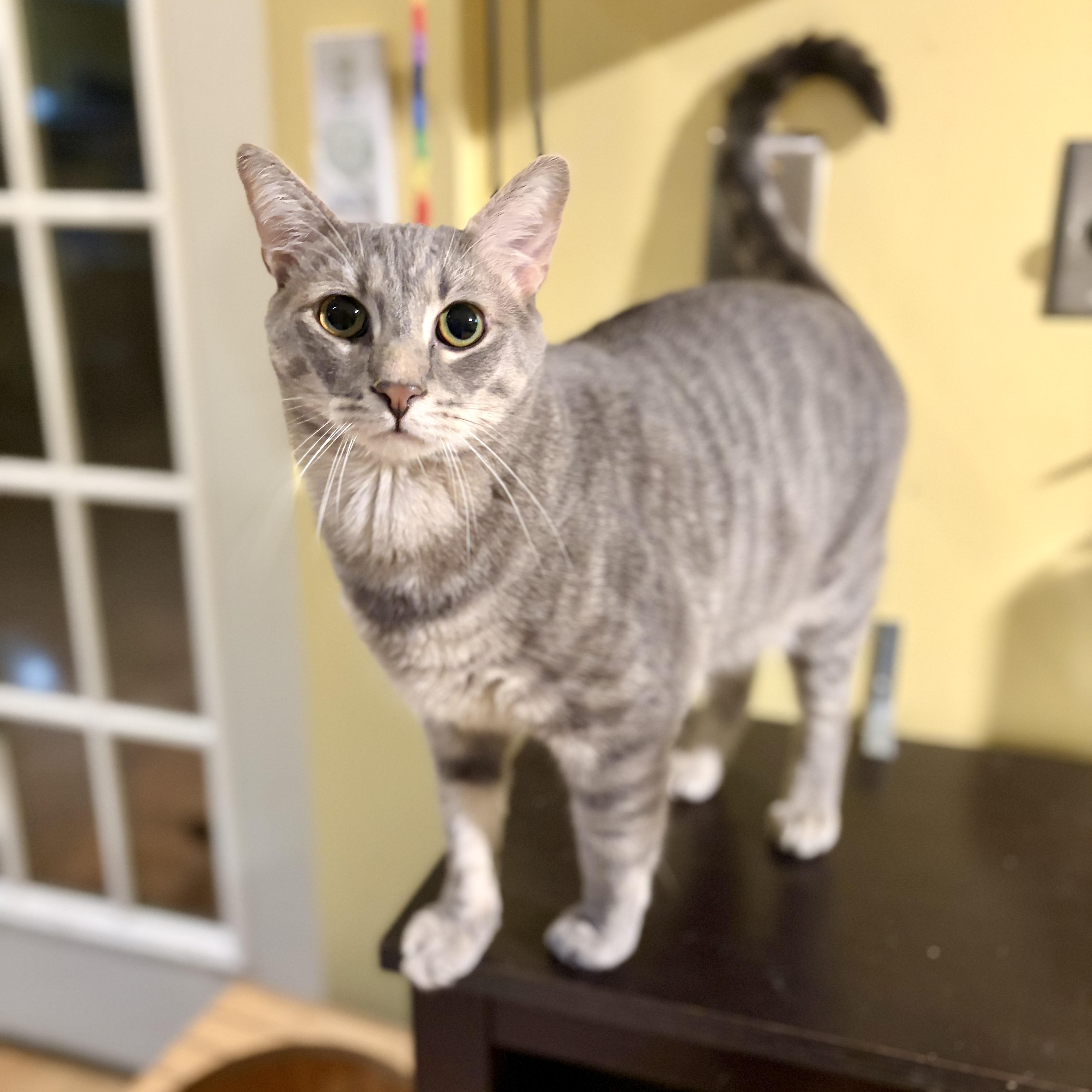 Enlarge Rauru, a Adoptable Domestic Short Hair in Greensboro, NC image 6/6