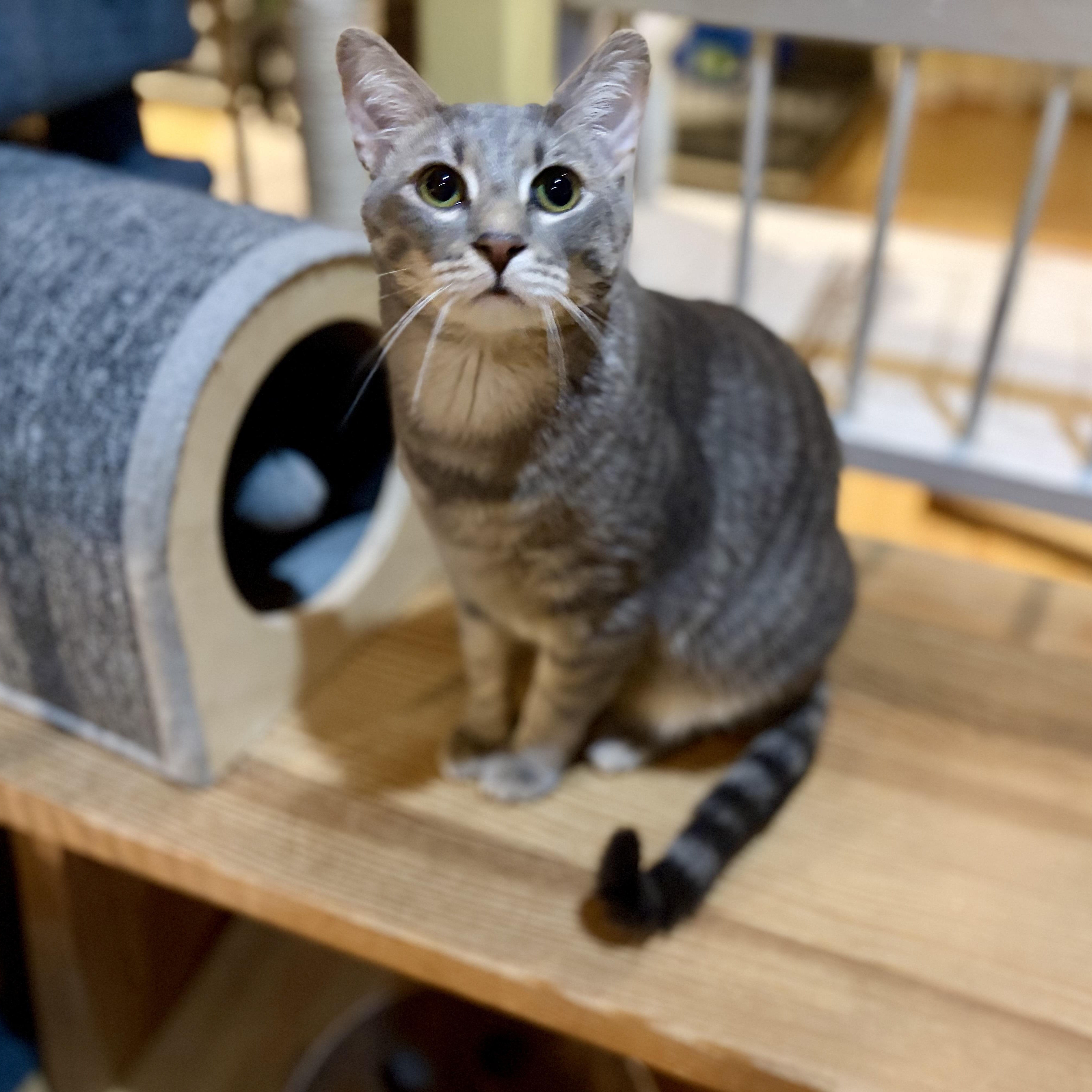 Enlarge Rauru, a Adoptable Domestic Short Hair in Greensboro, NC image 4/6