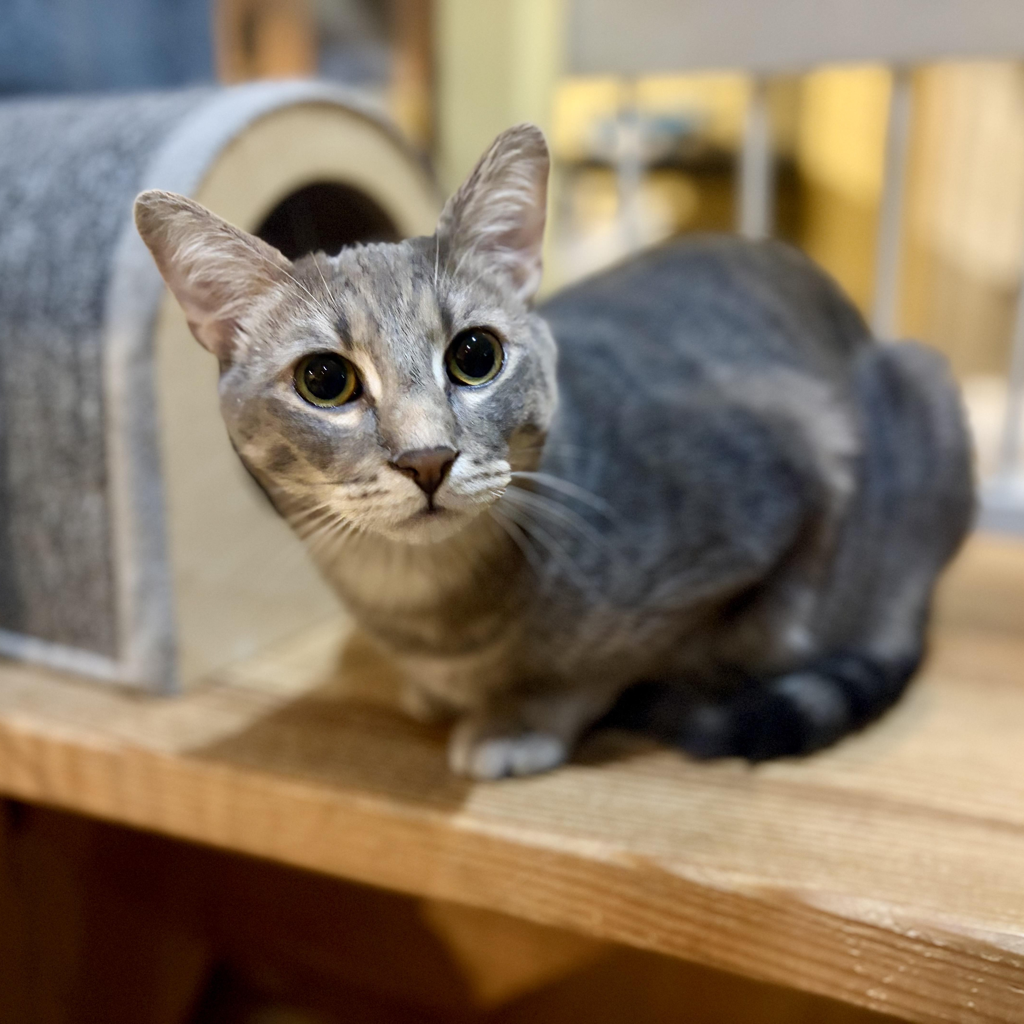 Enlarge Rauru, a Adoptable Domestic Short Hair in Greensboro, NC image 1/6