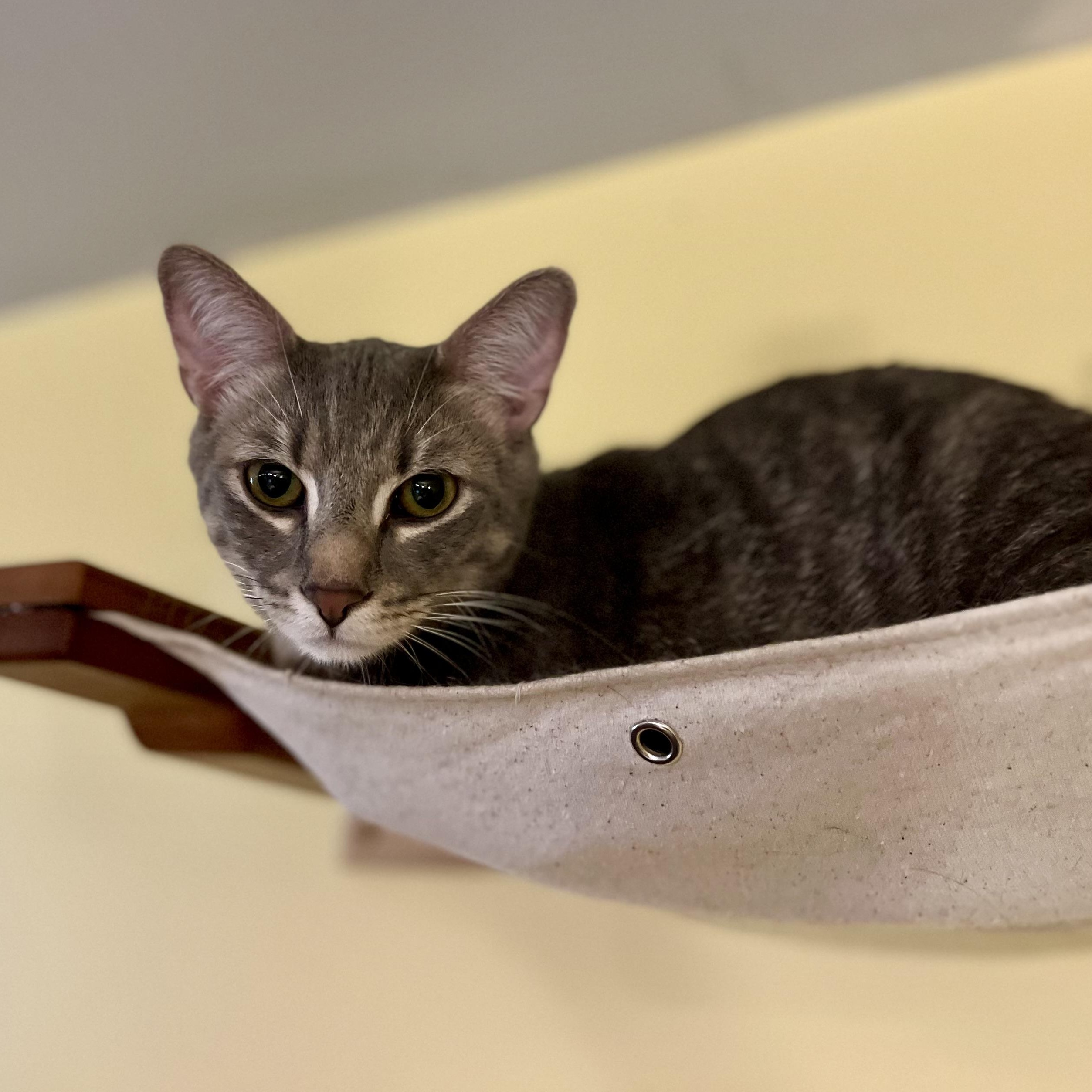 Rauru, a Adoptable Domestic Short Hair in Greensboro, NC image 4/6