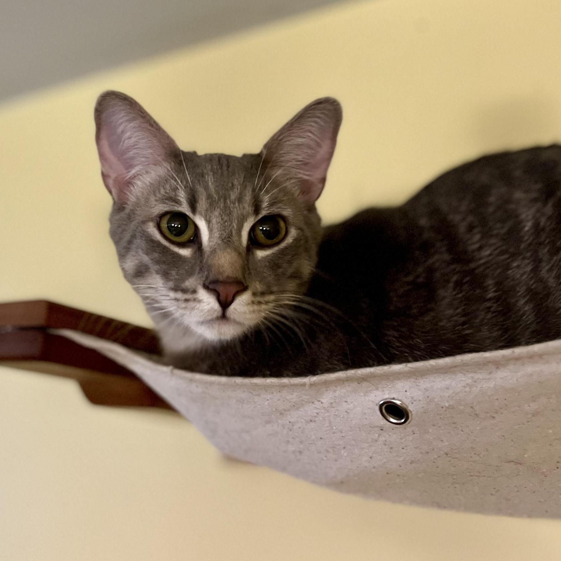 Rauru, a Adoptable Domestic Short Hair in Greensboro, NC image 5/6