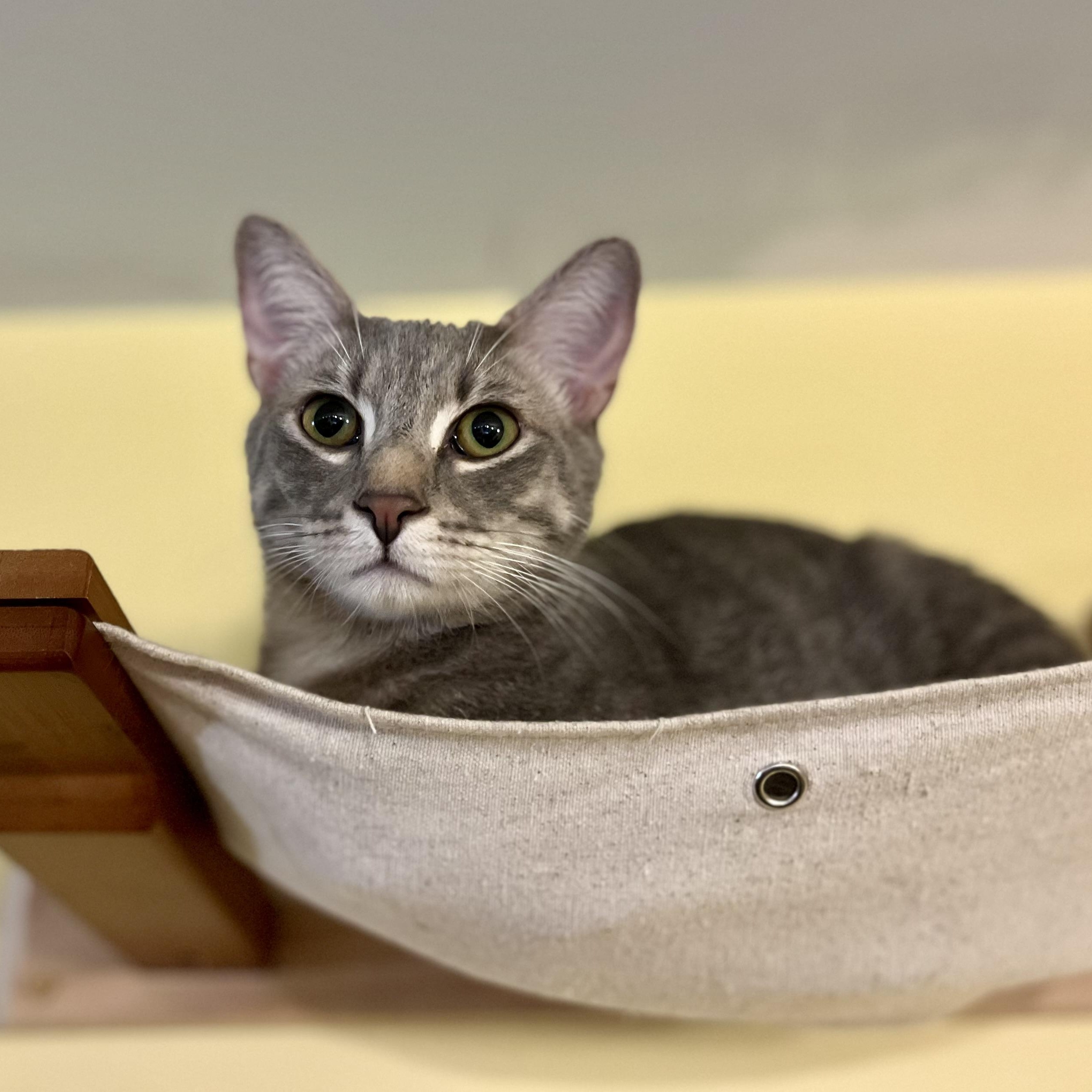 Rauru, a Adoptable Domestic Short Hair in Greensboro, NC image 1/6