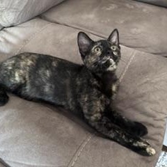 Maddie, a ADOPTABLE Domestic Short Hair in Denver, CO image 2/6