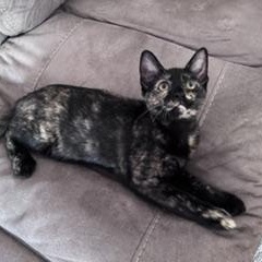 Maddie, a ADOPTABLE Domestic Short Hair in Denver, CO image 3/6