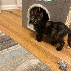 Maddie, a ADOPTABLE Domestic Short Hair in Denver, CO image 5/6