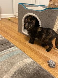 Maddie, a ADOPTABLE Domestic Short Hair in Denver, CO image 2/3