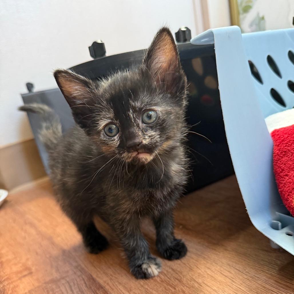 Maddie, a ADOPTABLE Domestic Short Hair in Denver, CO image 1/3